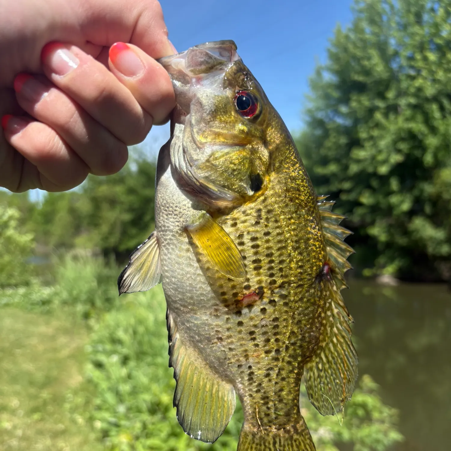 catch