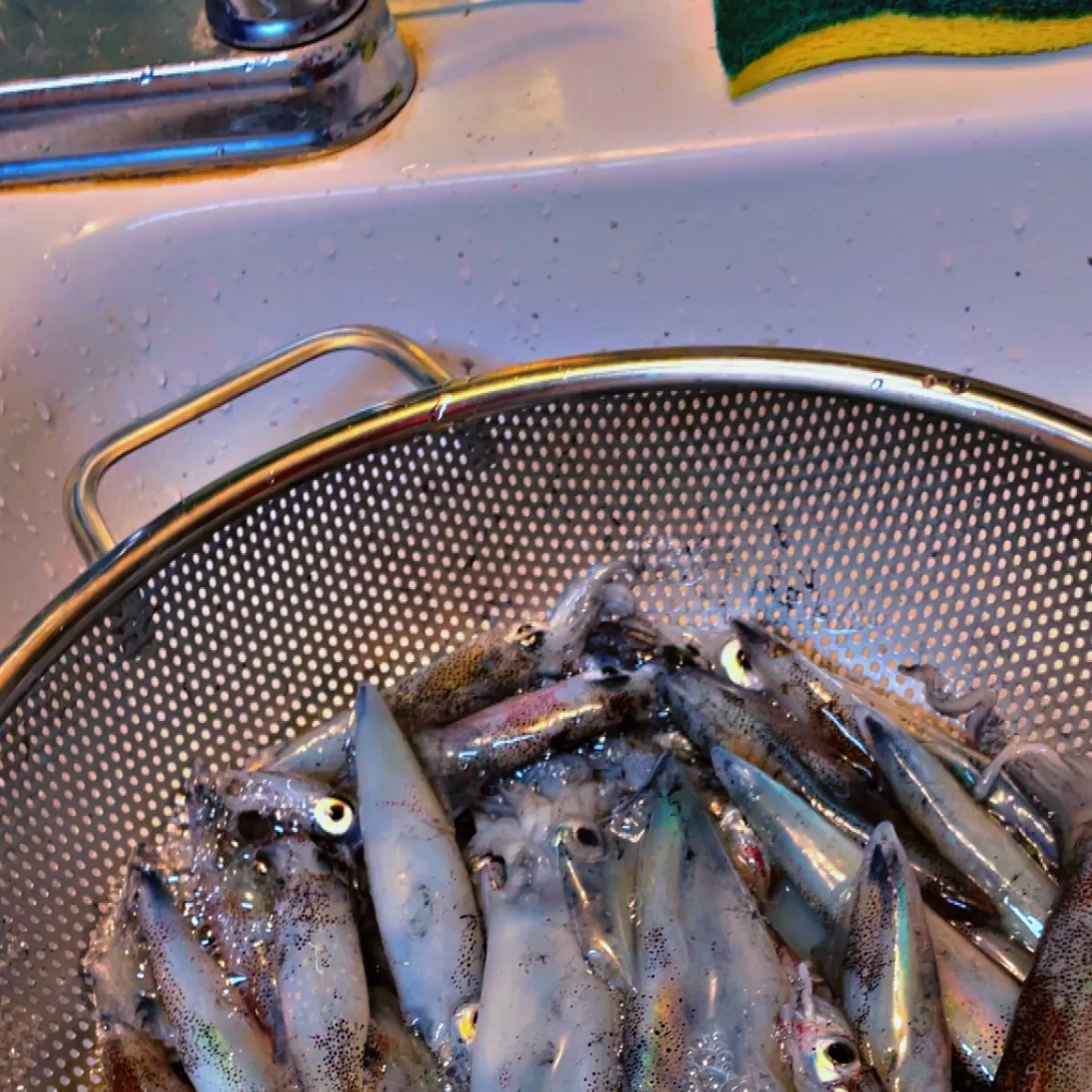 The most recent Longfin inshore squid catches on Fishbrain