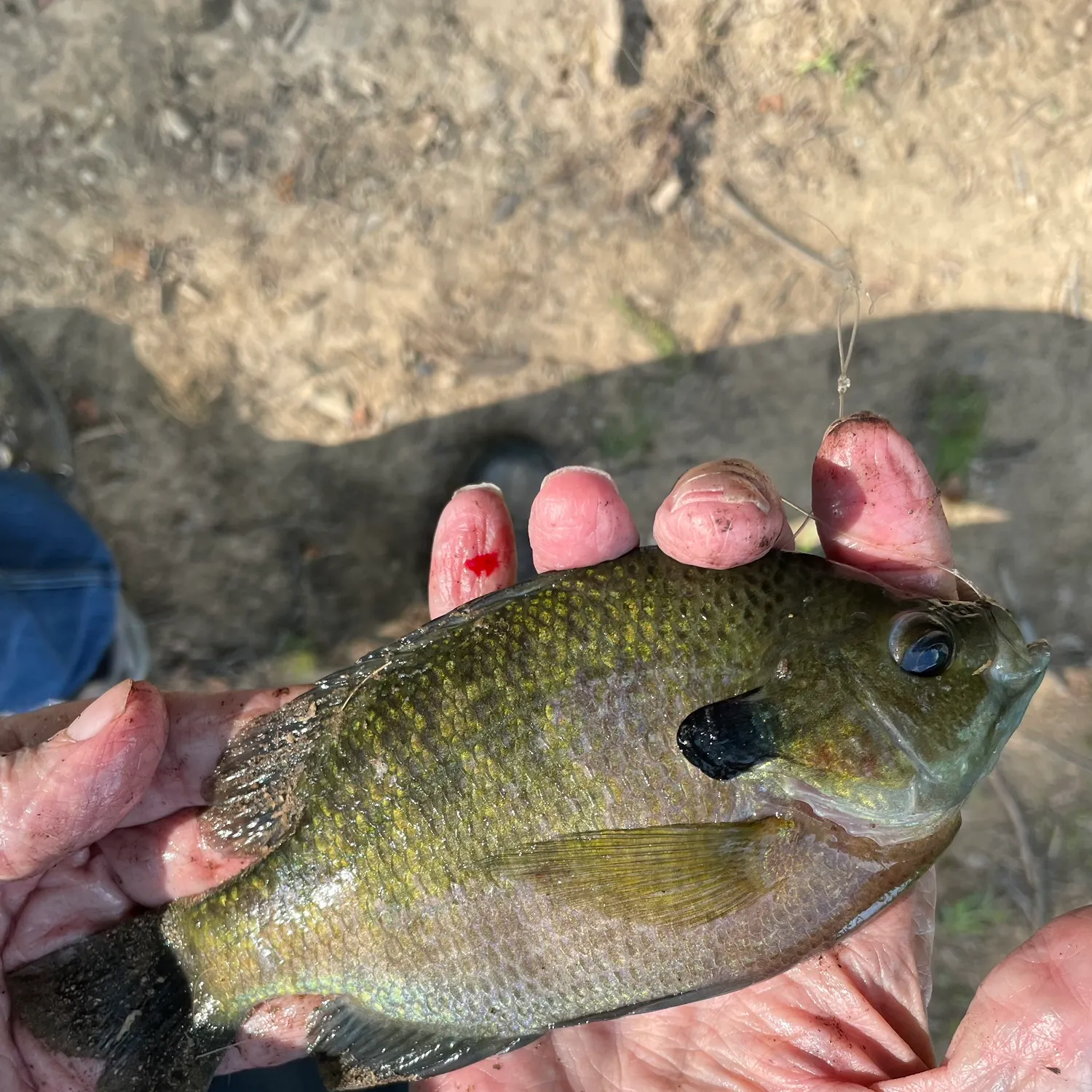 Redbreast sunfish caught on Fishbrain