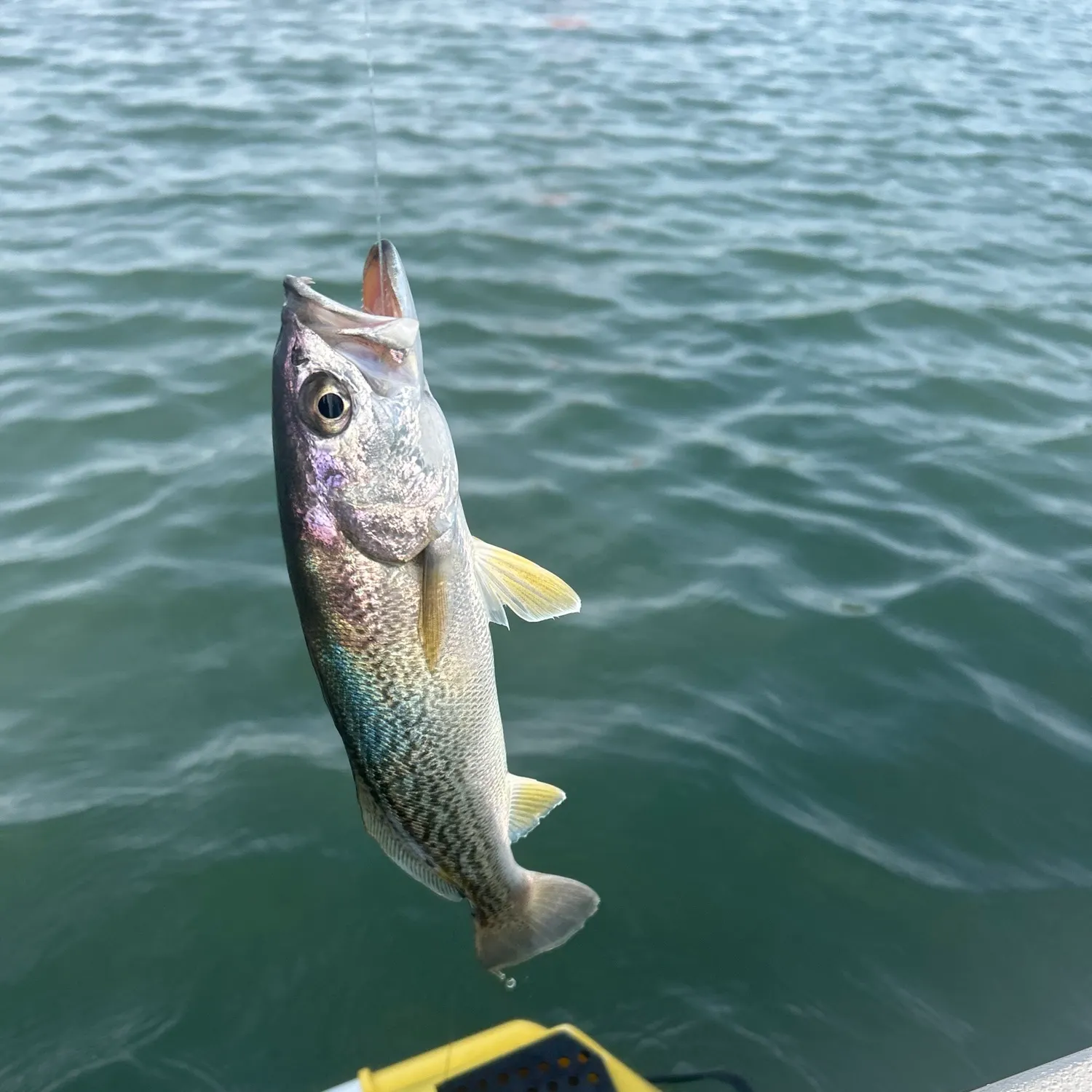 The most recent Gray weakfish catches on Fishbrain