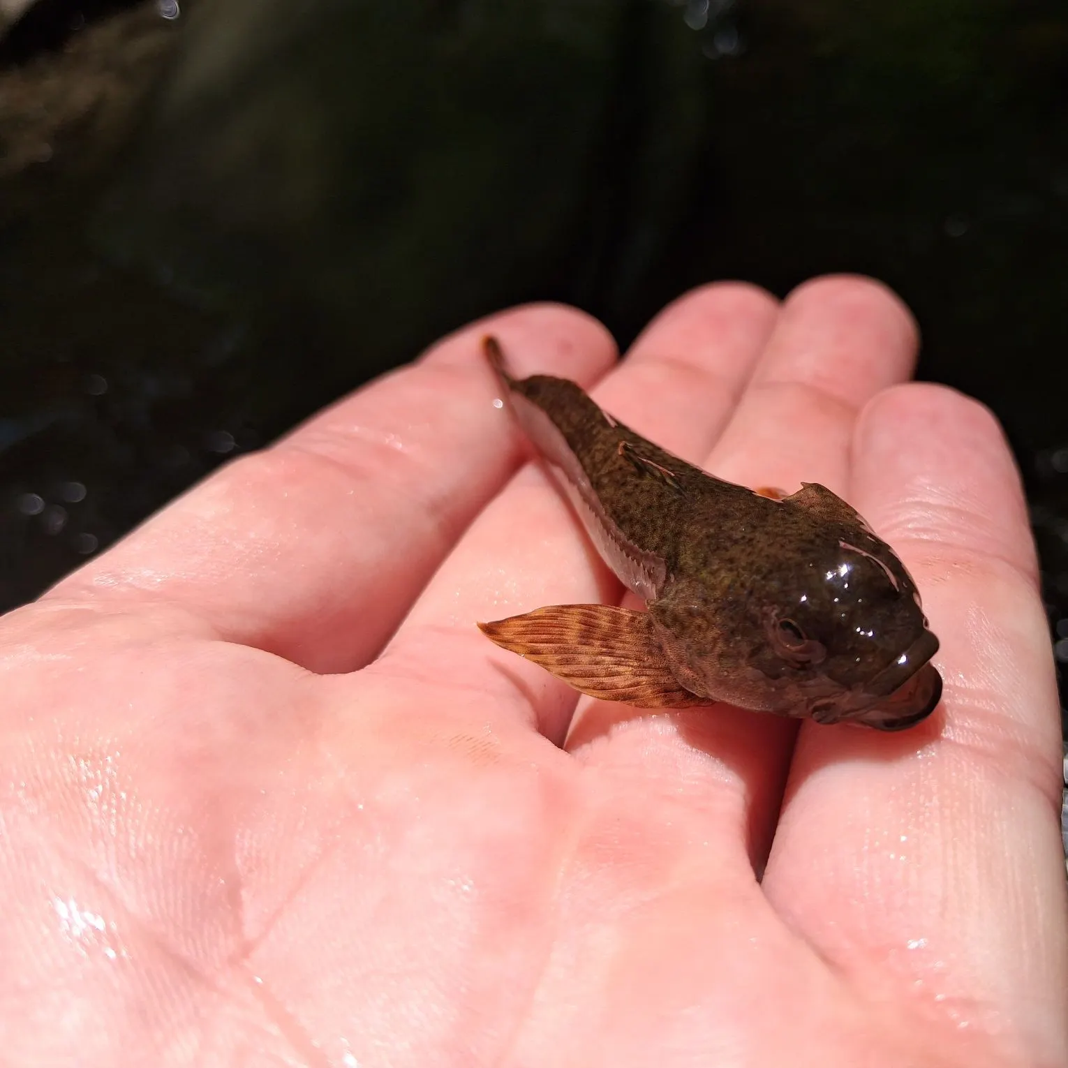 The most recent Mottled sculpin catches on Fishbrain