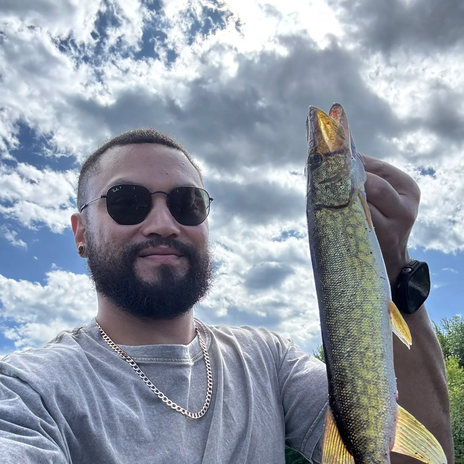 Chain pickerel caught on Fishbrain