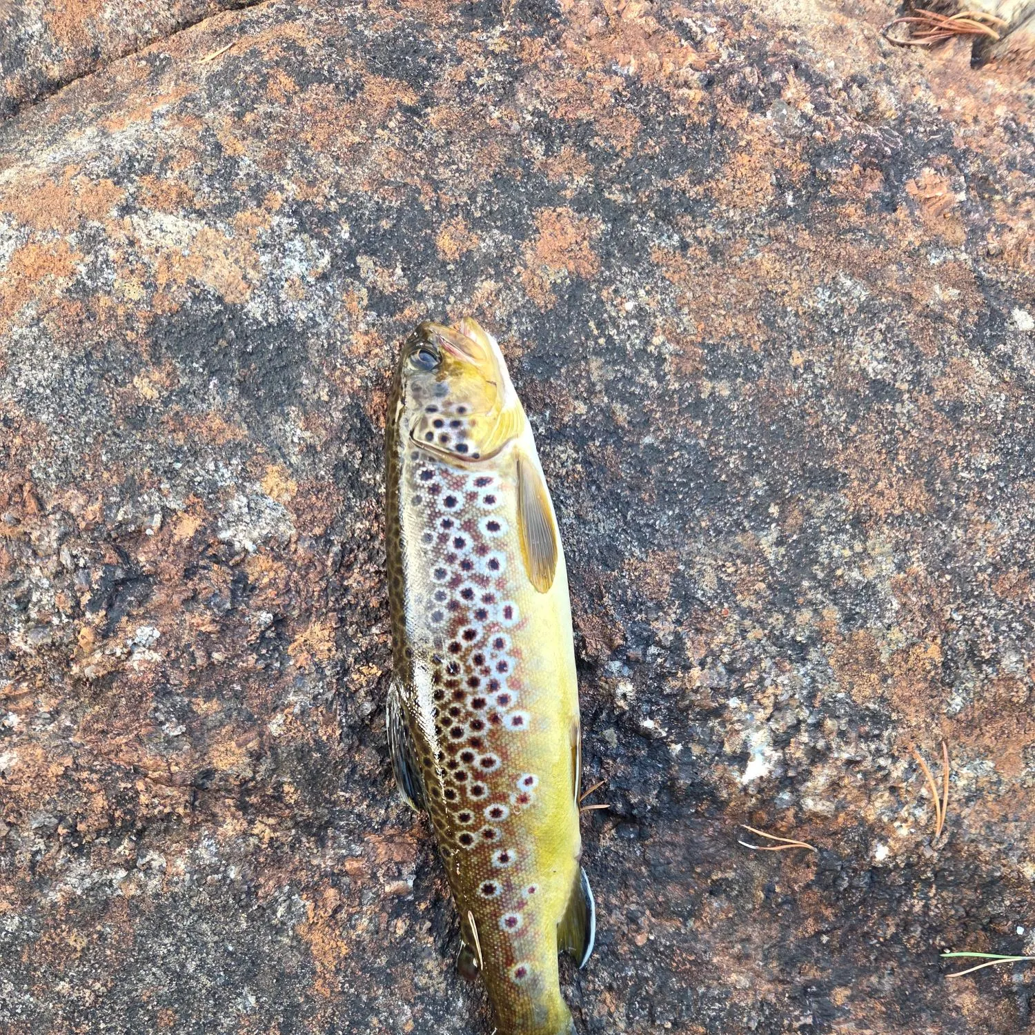 Brown trout caught on Fishbrain