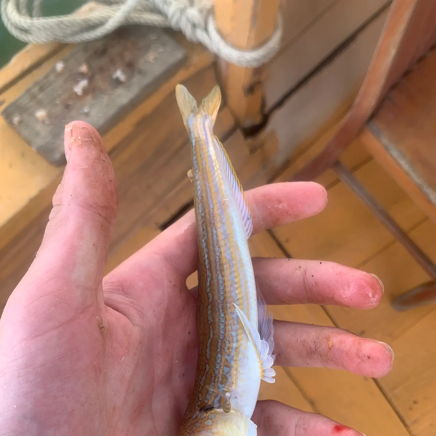 The most recent Snakefish catches on Fishbrain