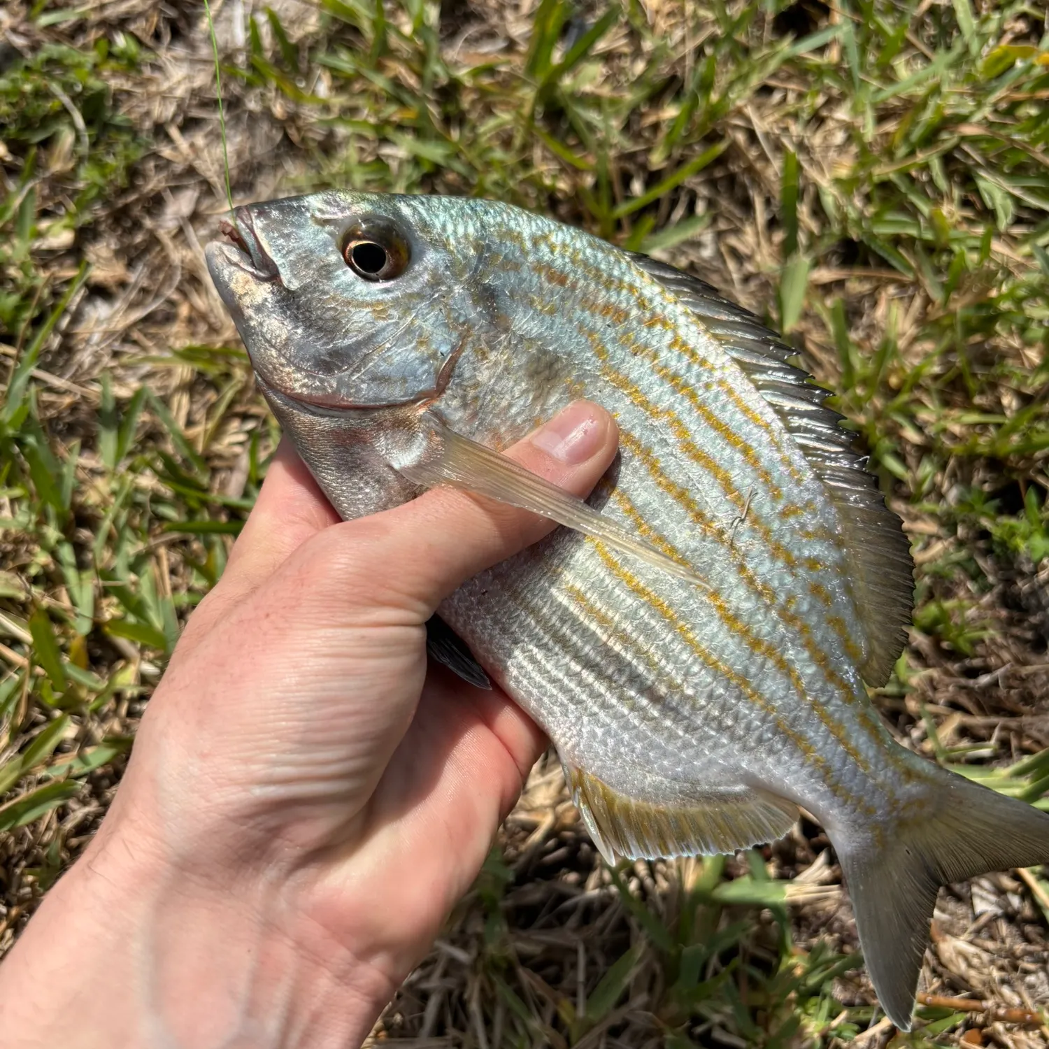 The most recent Western Atlantic seabream catches on Fishbrain