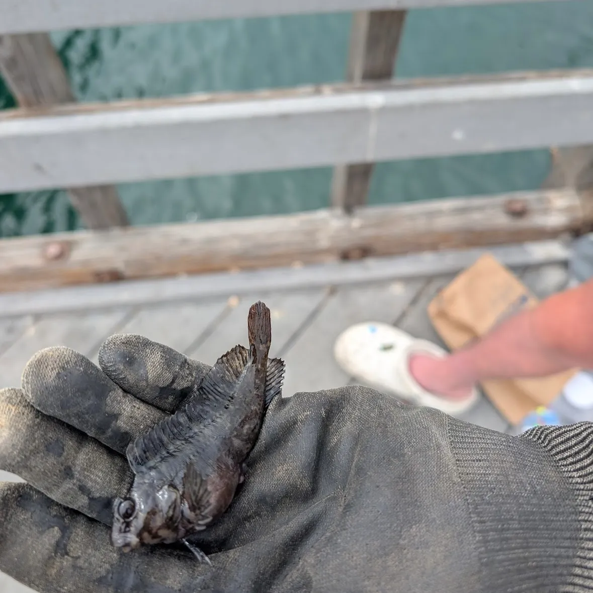 The most popular recent Bay blenny catch on Fishbrain