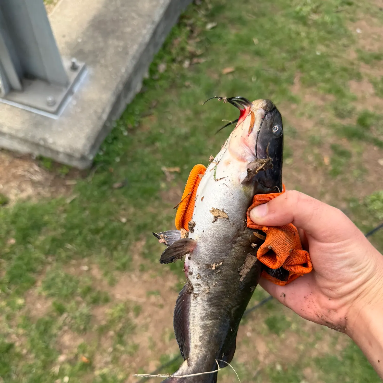 The most recent Black bullhead catches on Fishbrain