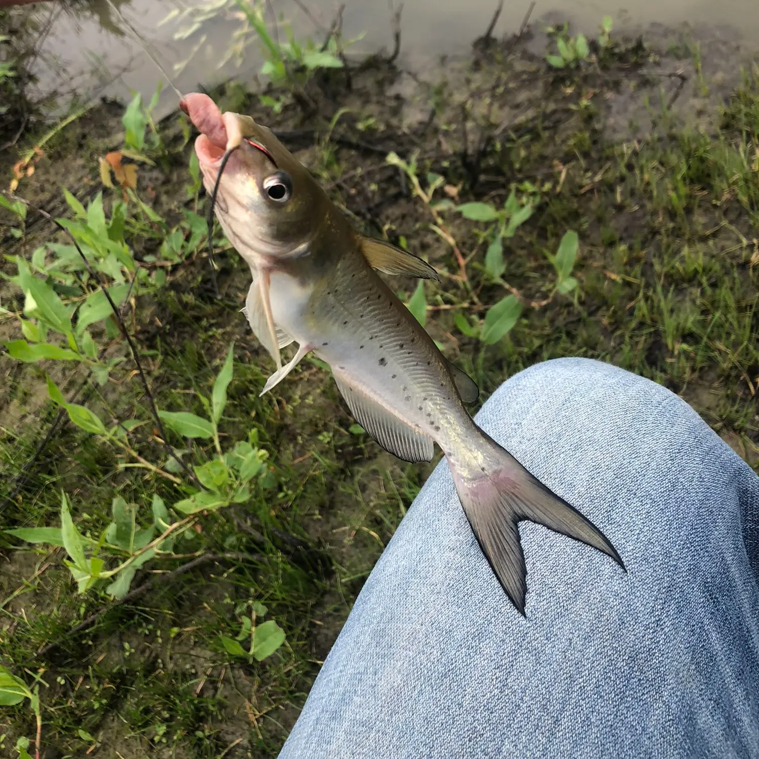 Channel catfish caught on Fishbrain