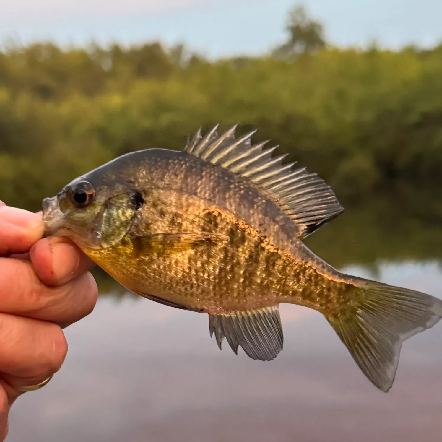 Bluegill caught on Fishbrain