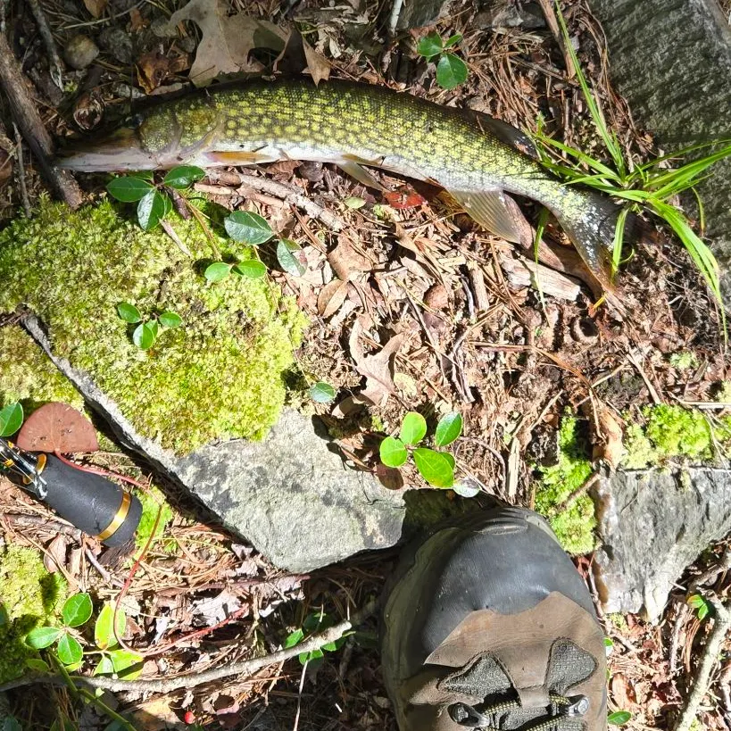 Chain pickerel caught on Fishbrain