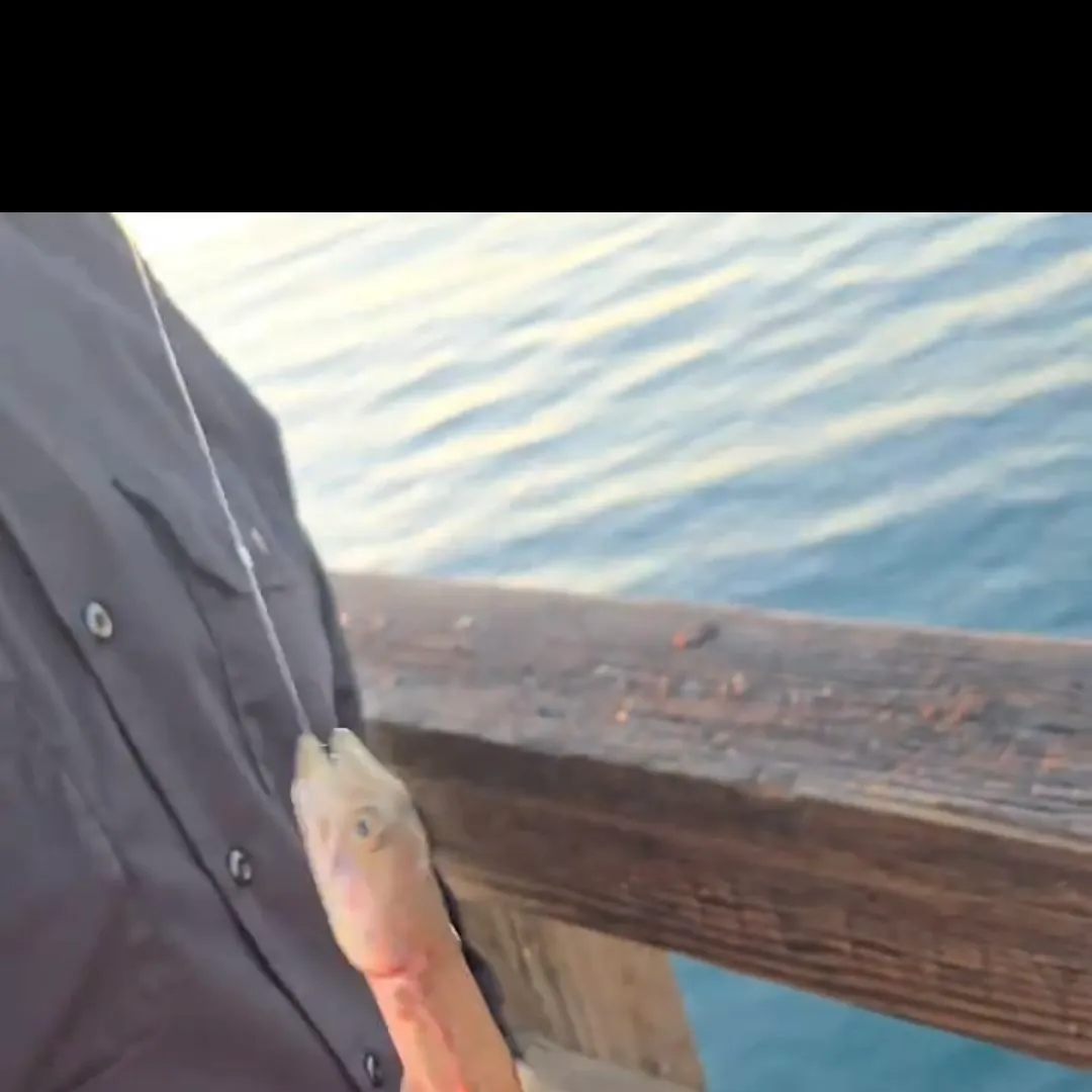 The most recent California lizardfish catches on Fishbrain