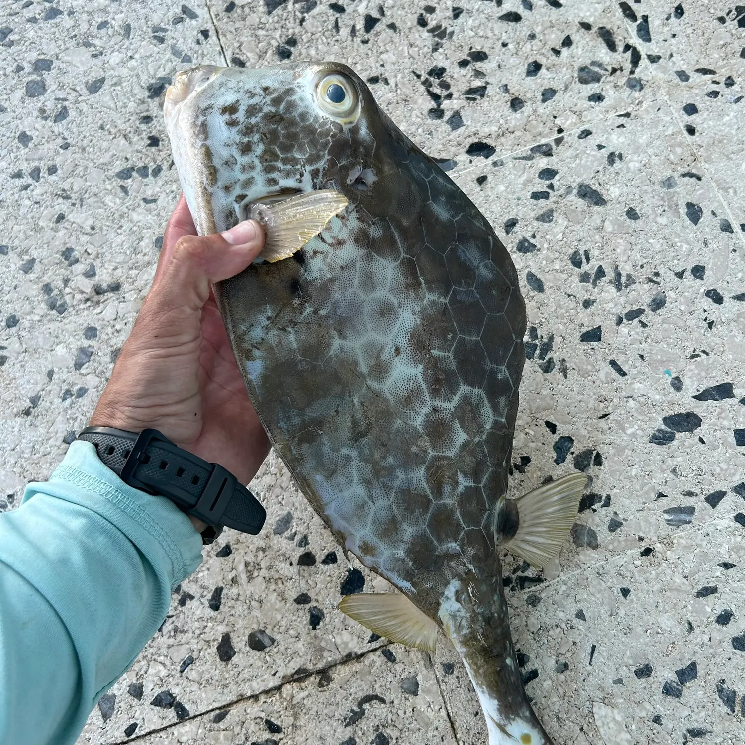 The most recent Buffalo trunkfish catches on Fishbrain