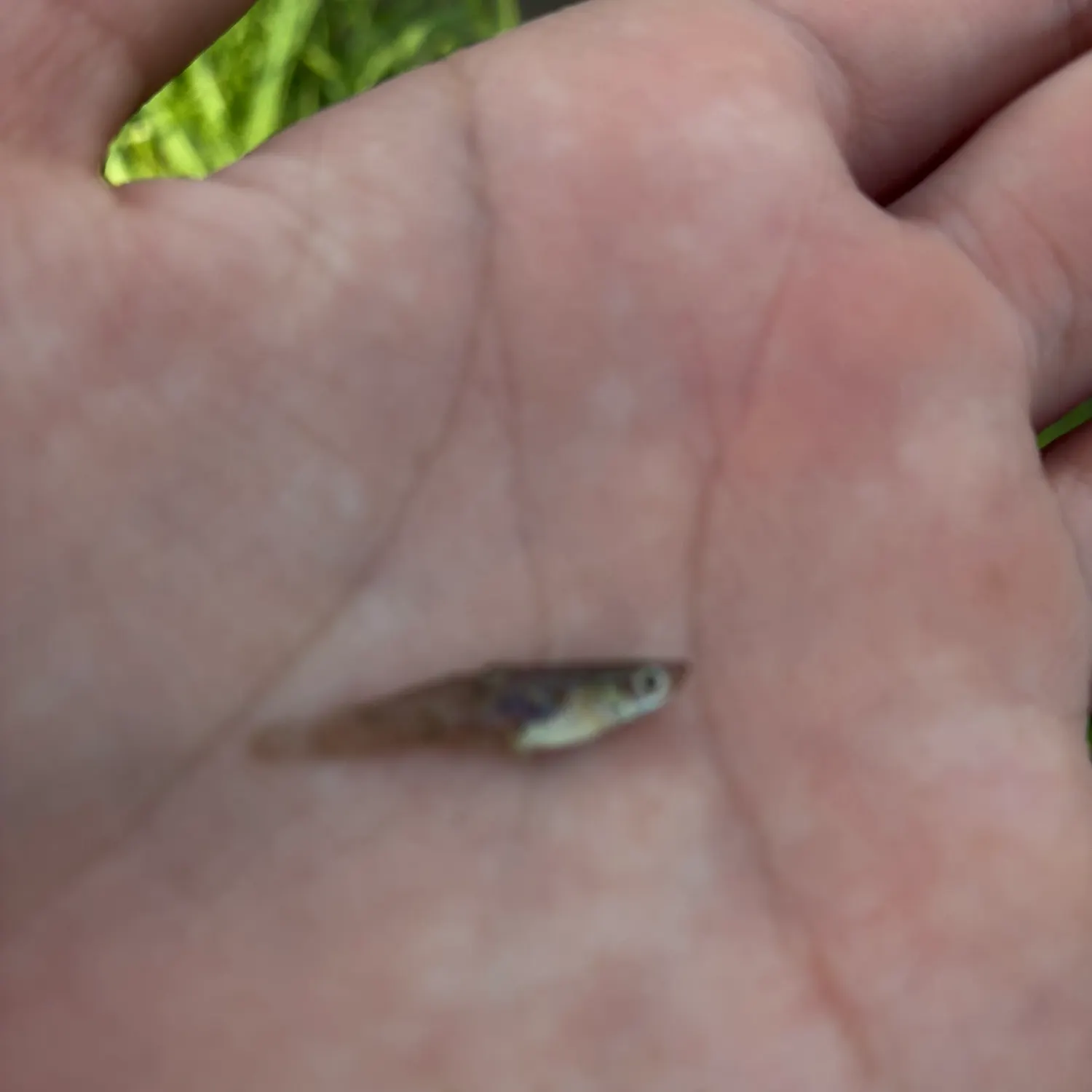 The most recent Blacknose shiner catches on Fishbrain