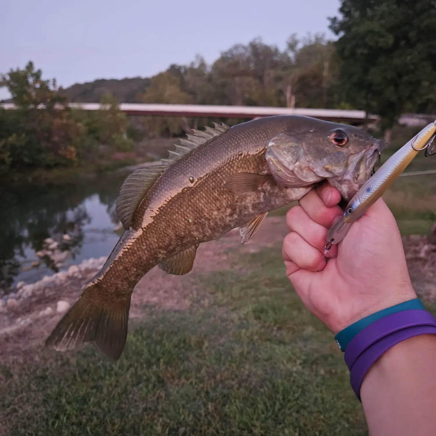 Smallmouth bass caught on Fishbrain