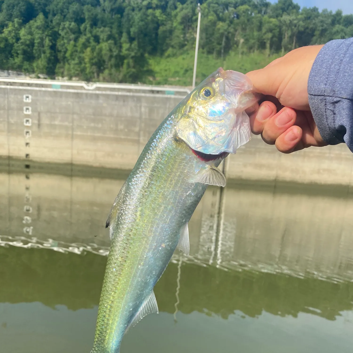 The most recent Skipjack herring catches on Fishbrain