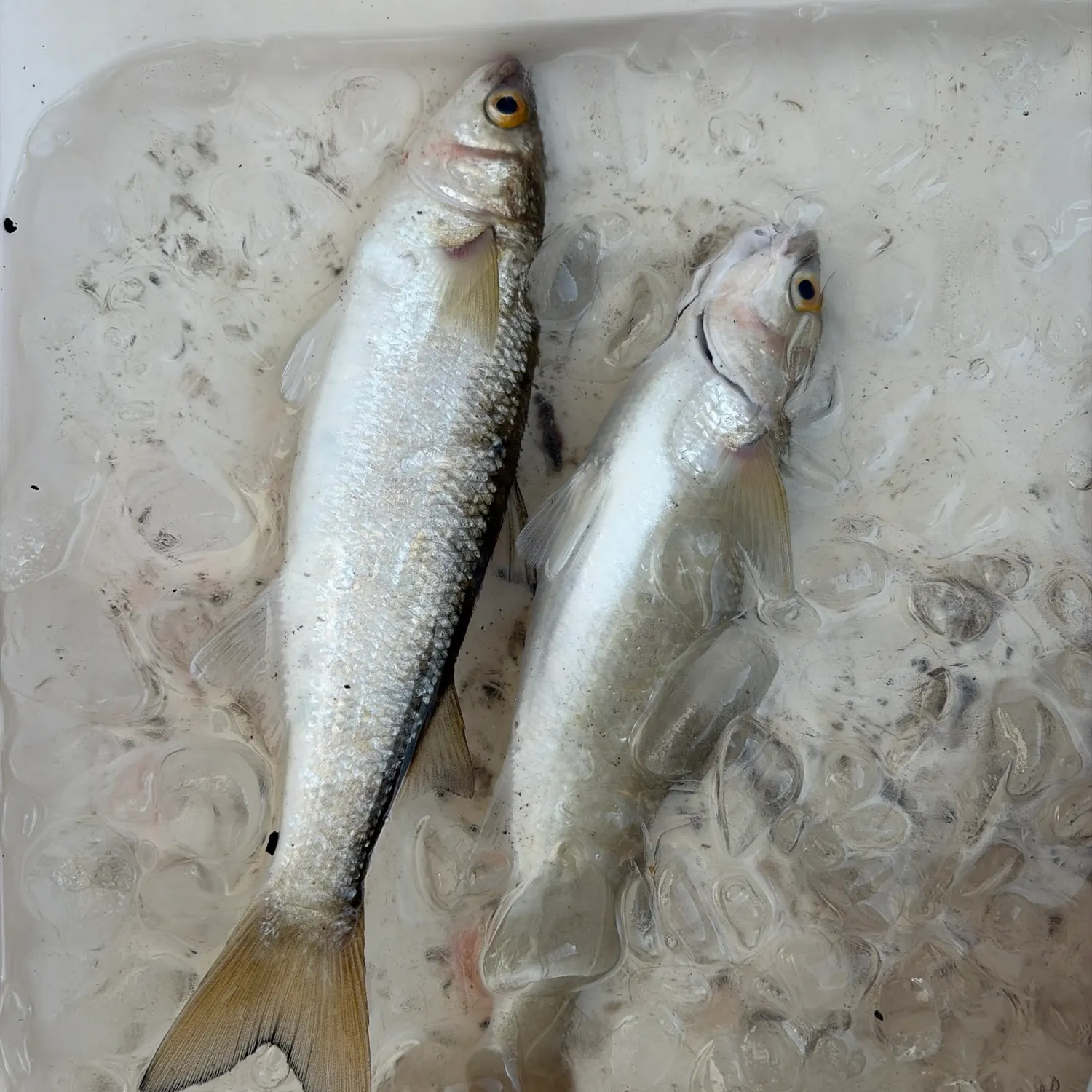 The most recent Yellow-eye mullet catches on Fishbrain