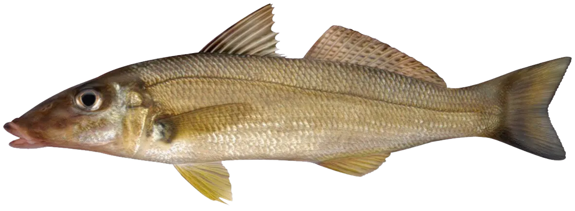 Fishing in Brisbane (Australia) ️️️️ Find Spots, Species & Tips