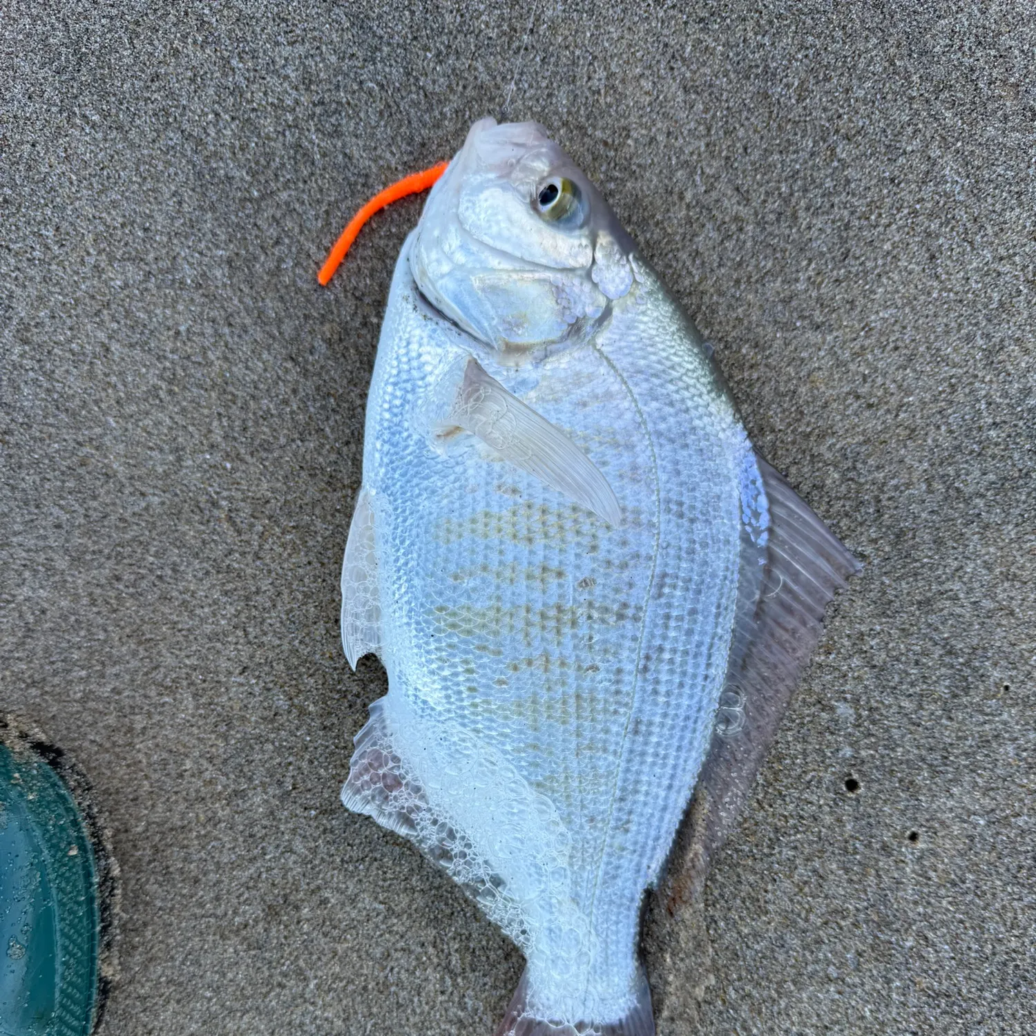 The most recent Redtail surfperch catches on Fishbrain