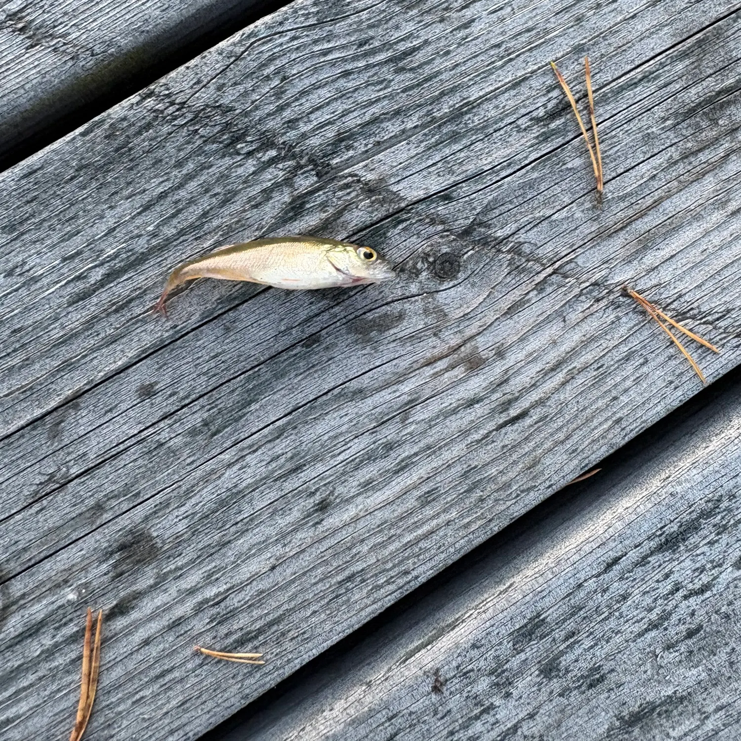 European perch caught on Fishbrain