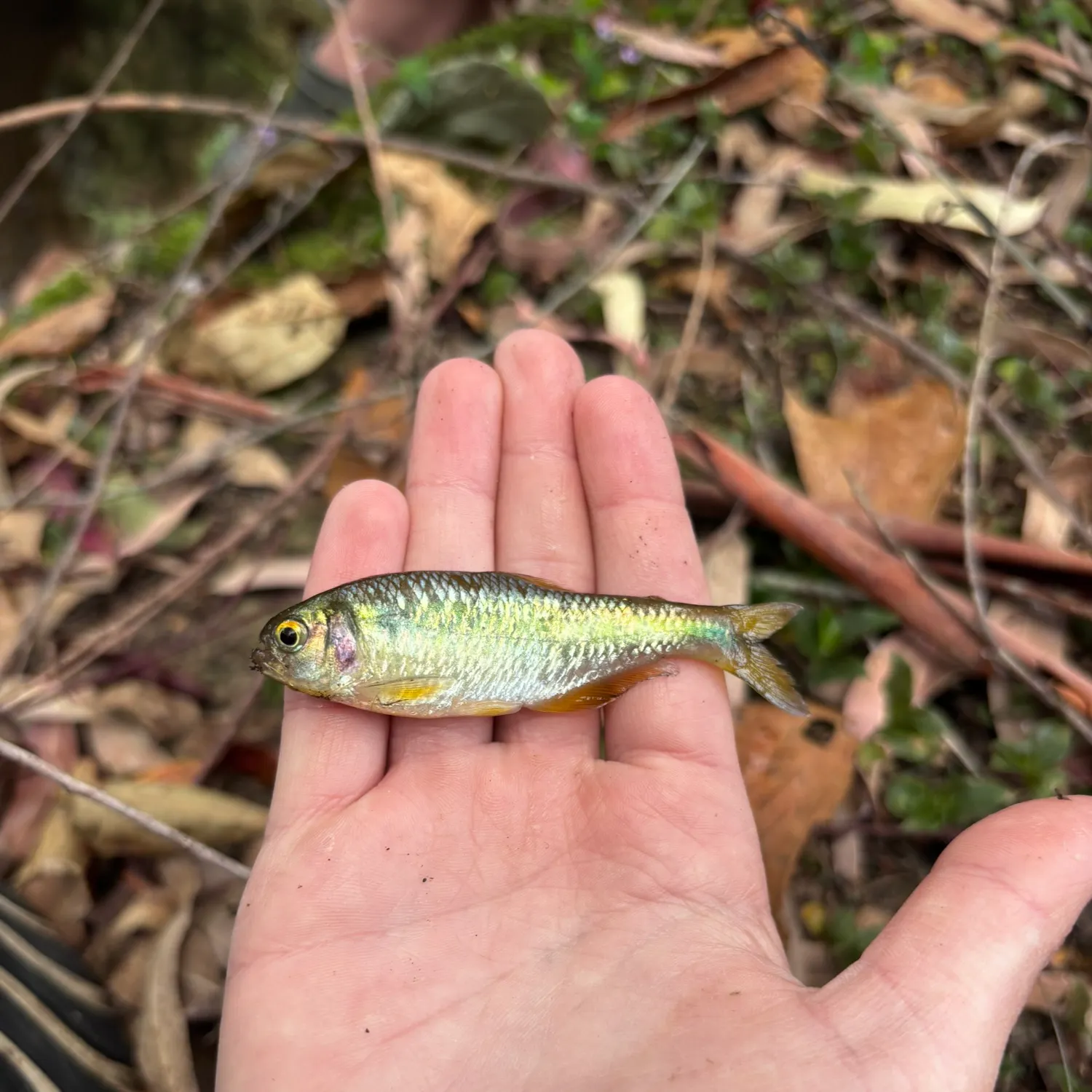 The most recent Antioquia tetra catches on Fishbrain