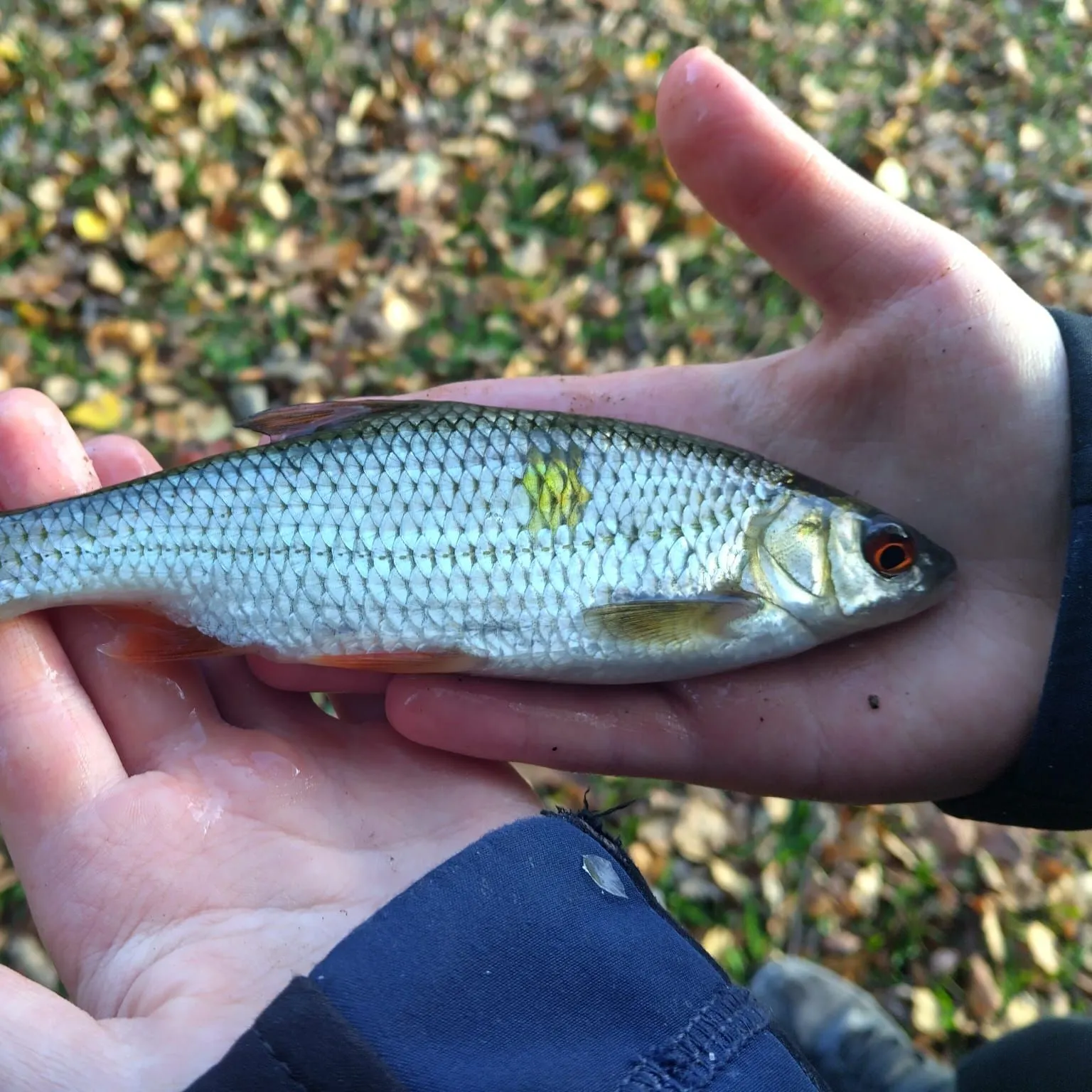 Common roach caught on Fishbrain