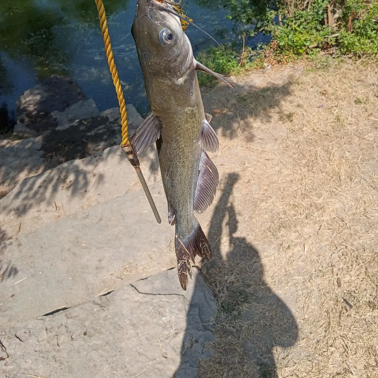 Channel catfish caught on Fishbrain