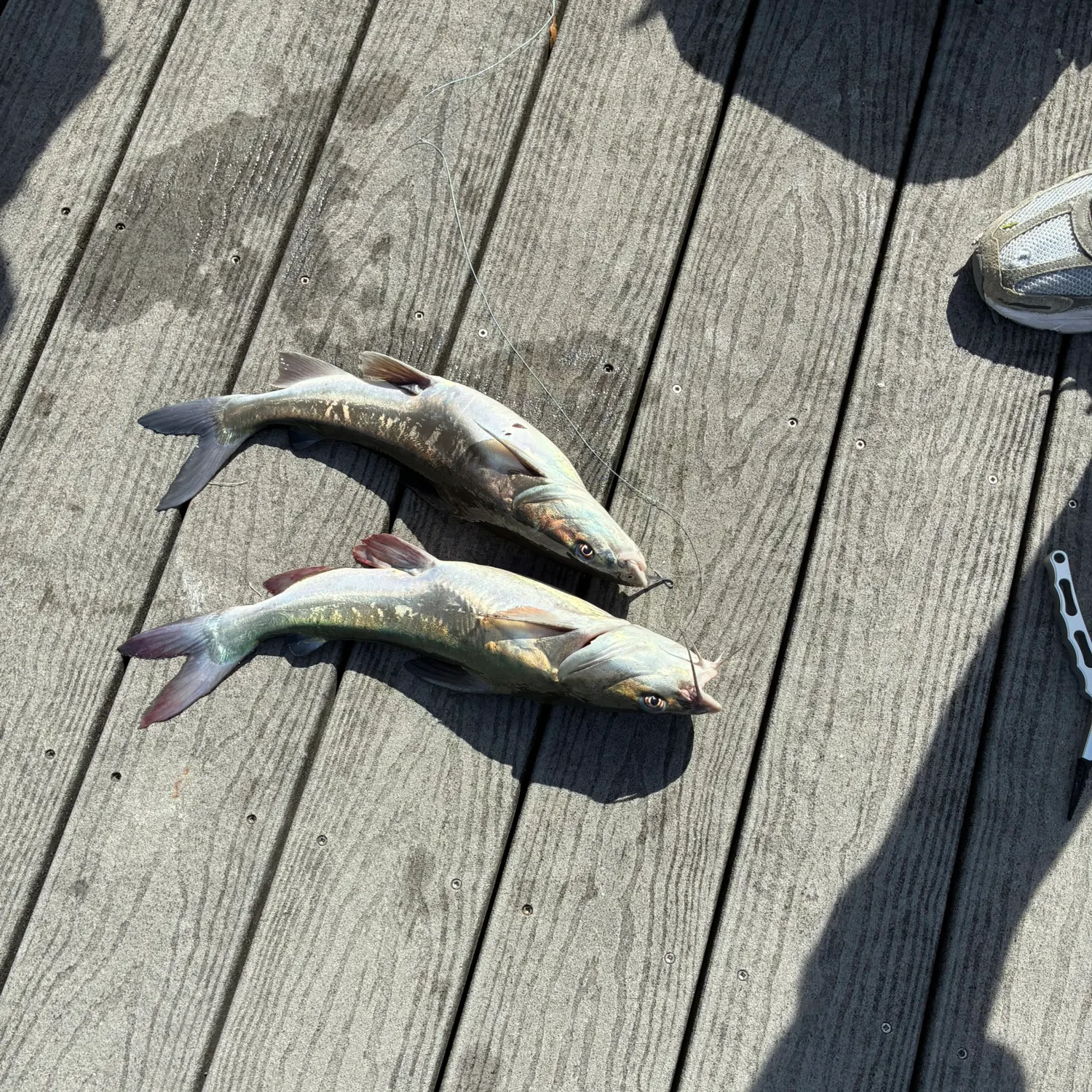 The most recent Hardhead sea catfish catches on Fishbrain