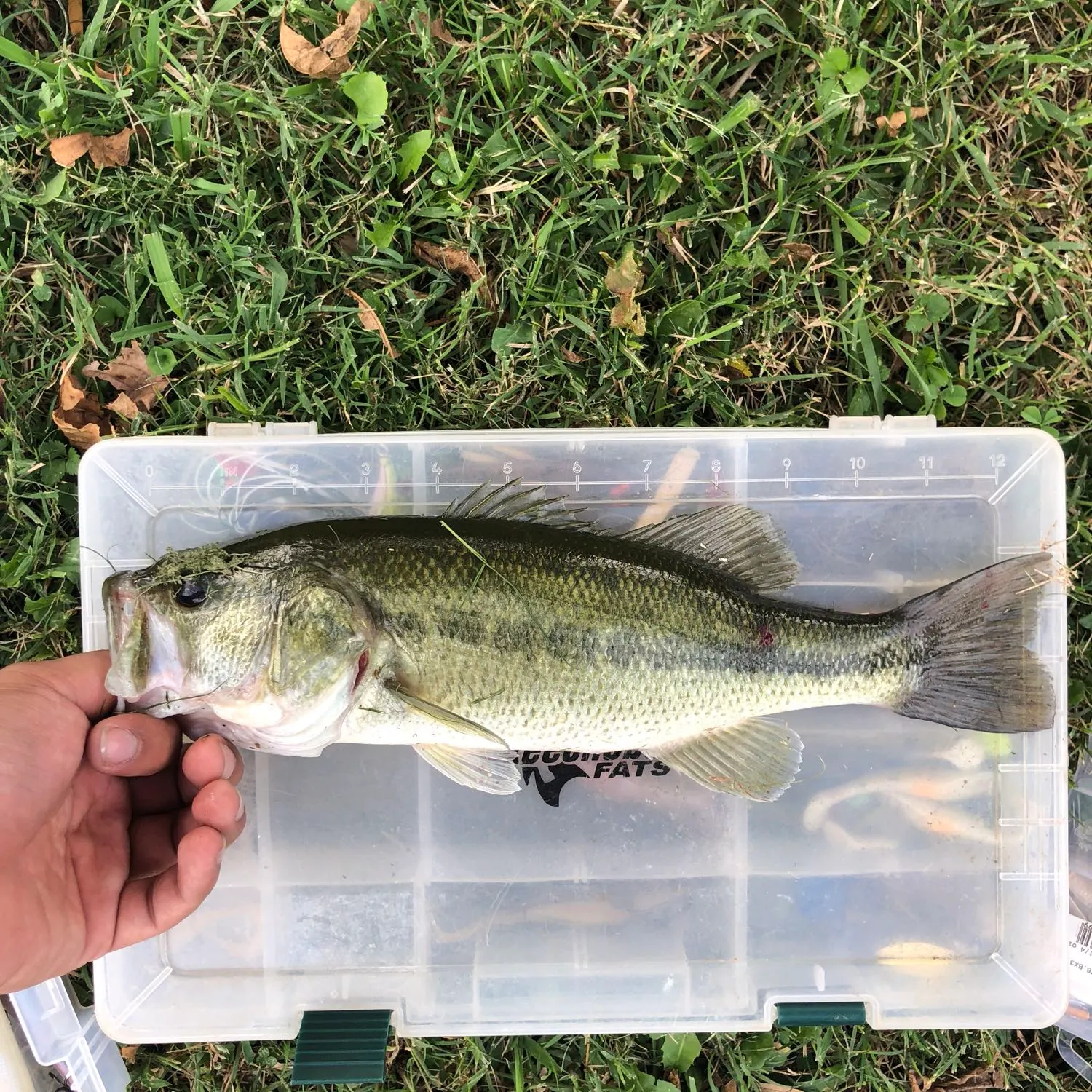angler catch