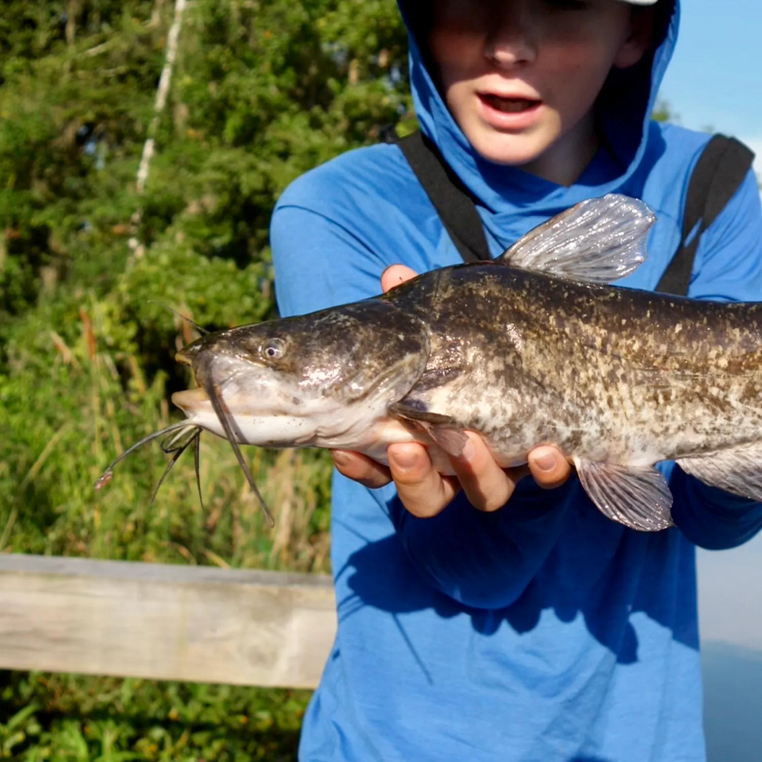 Brown bullhead caught on Fishbrain