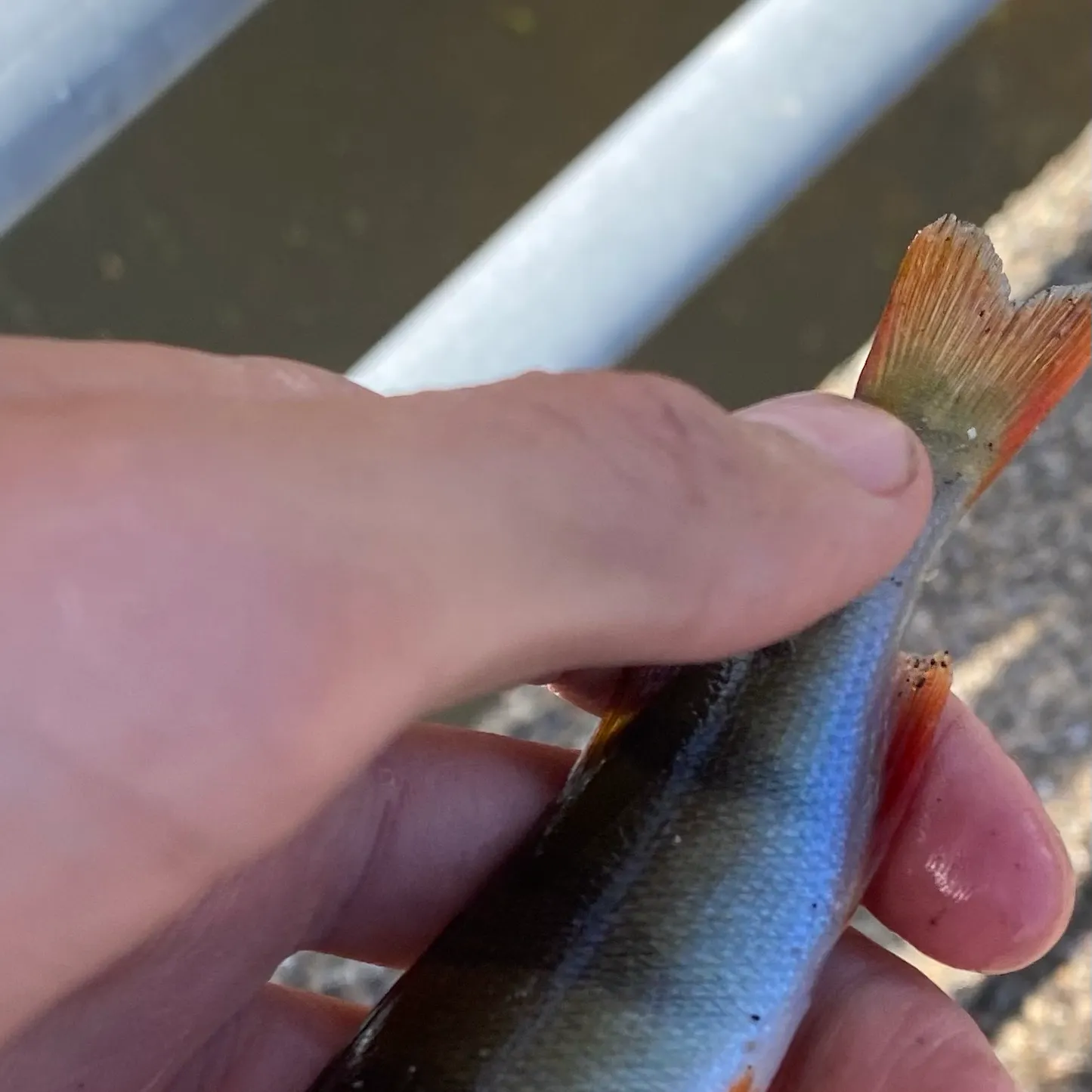 European perch caught on Fishbrain