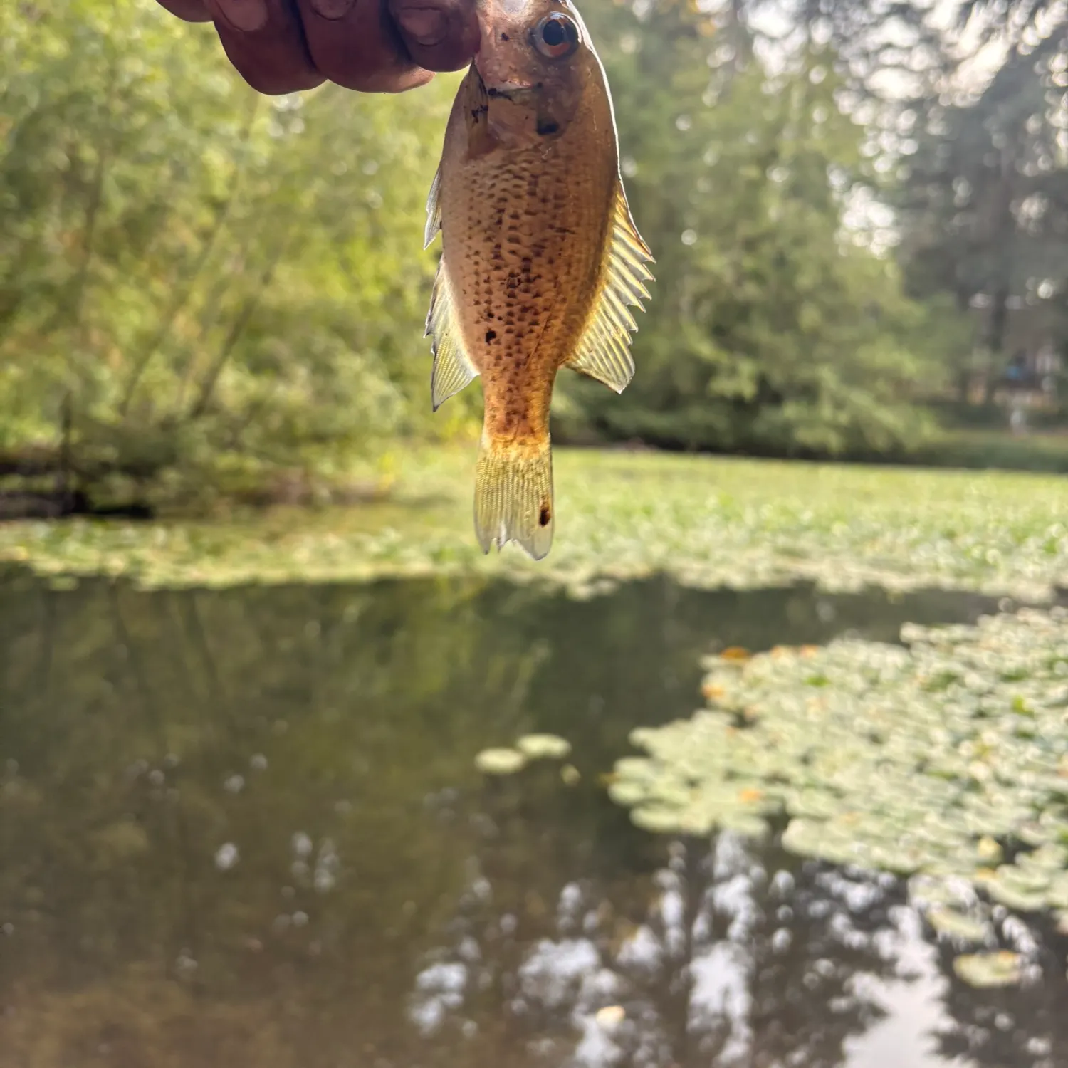 Rock bass caught on Fishbrain