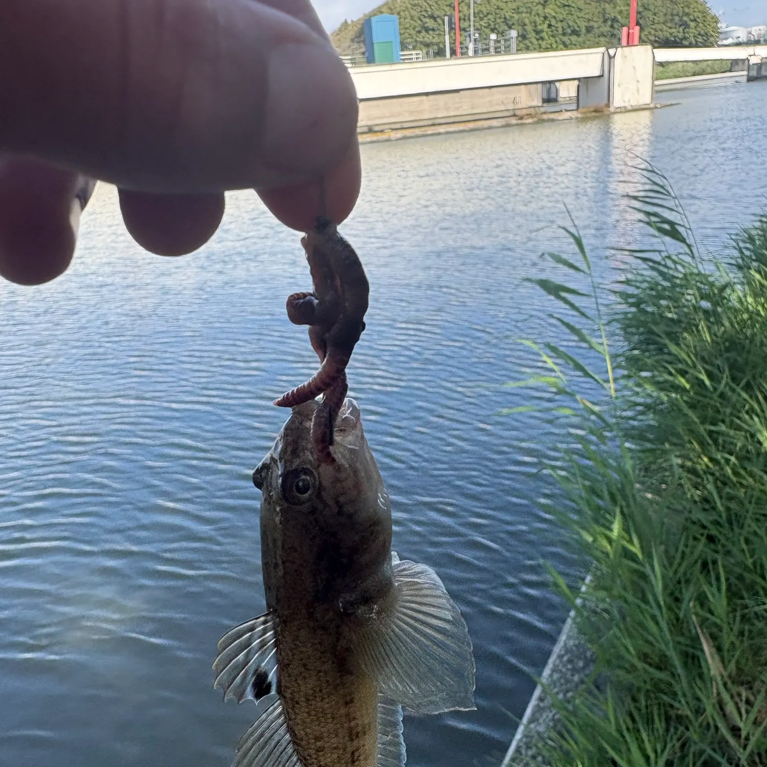 Round goby caught on Fishbrain