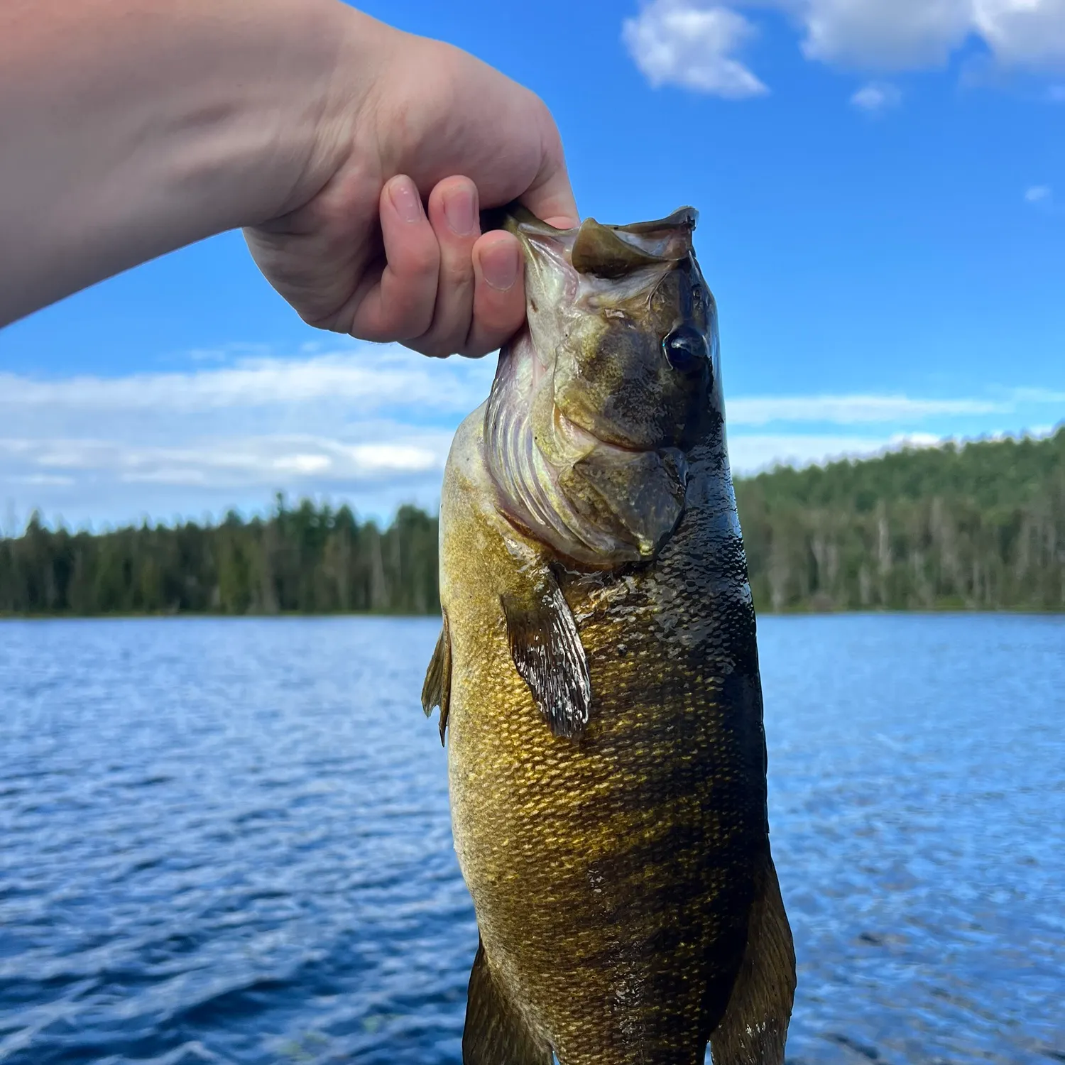 Smallmouth bass caught on Fishbrain