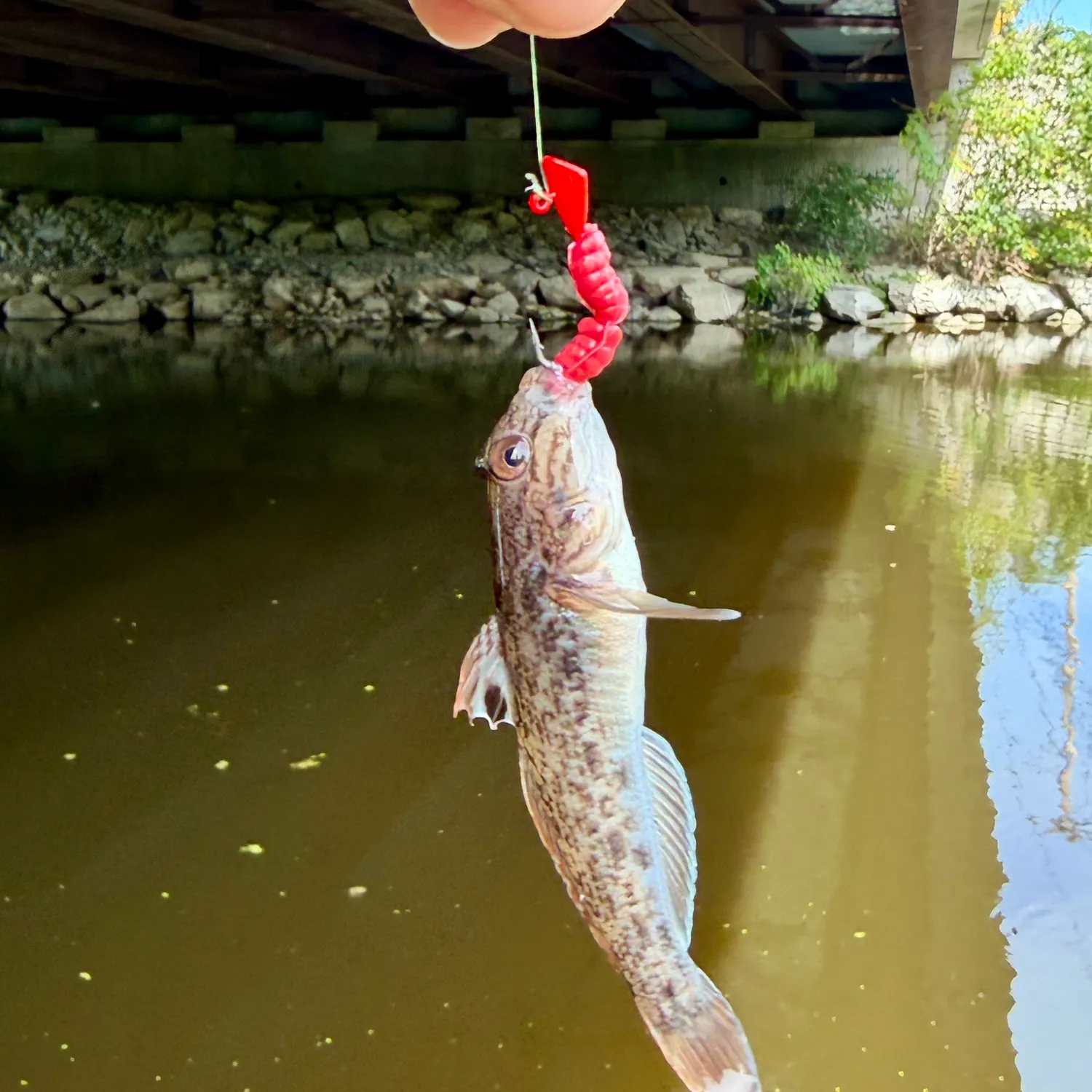 The most recent Northern tessellated darter catches on Fishbrain
