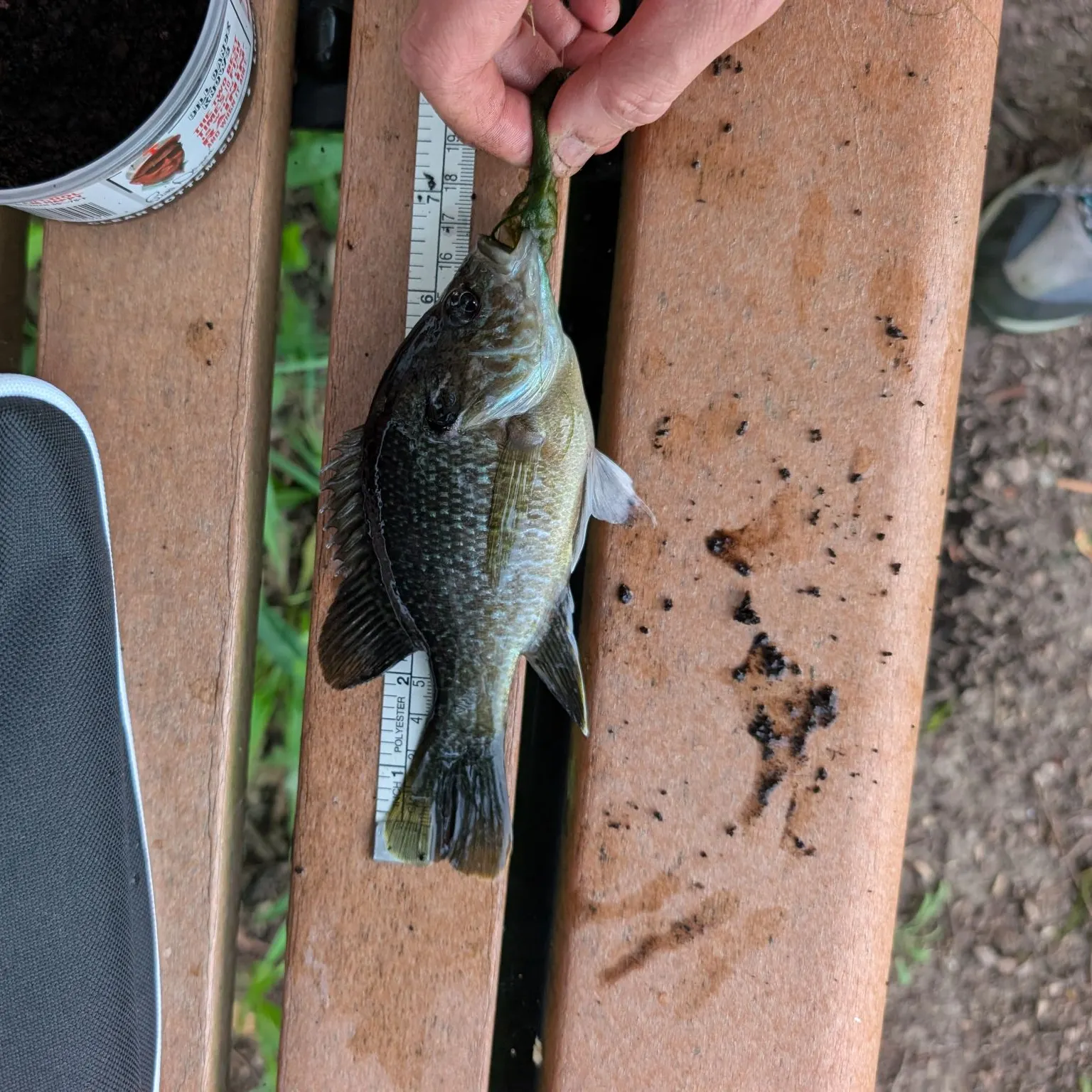 Greengill hybrid caught on Fishbrain