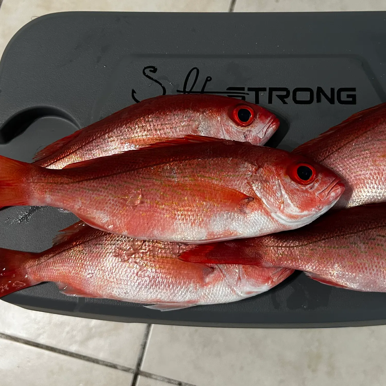 The most recent Vermilion snapper catches on Fishbrain