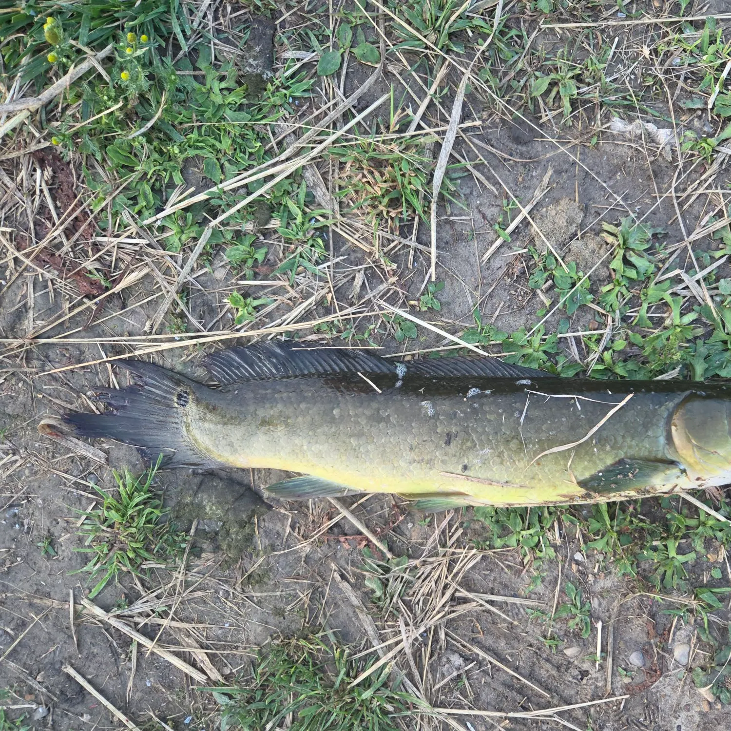 The most recent Eyetail bowfin catches on Fishbrain