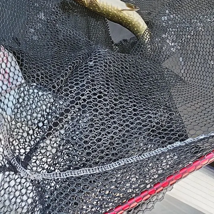 Northern pike caught on Fishbrain