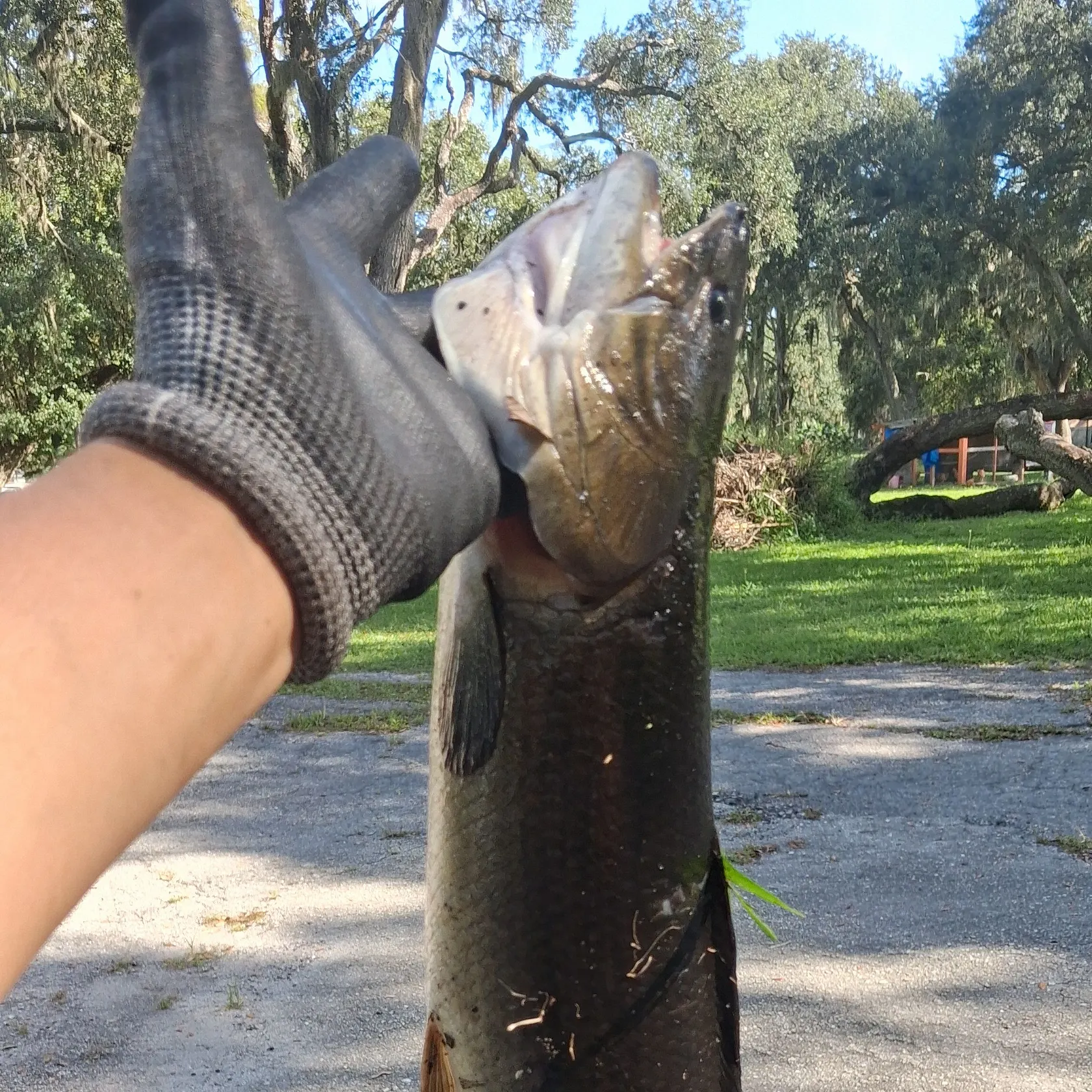 Ruddy bowfin caught on Fishbrain