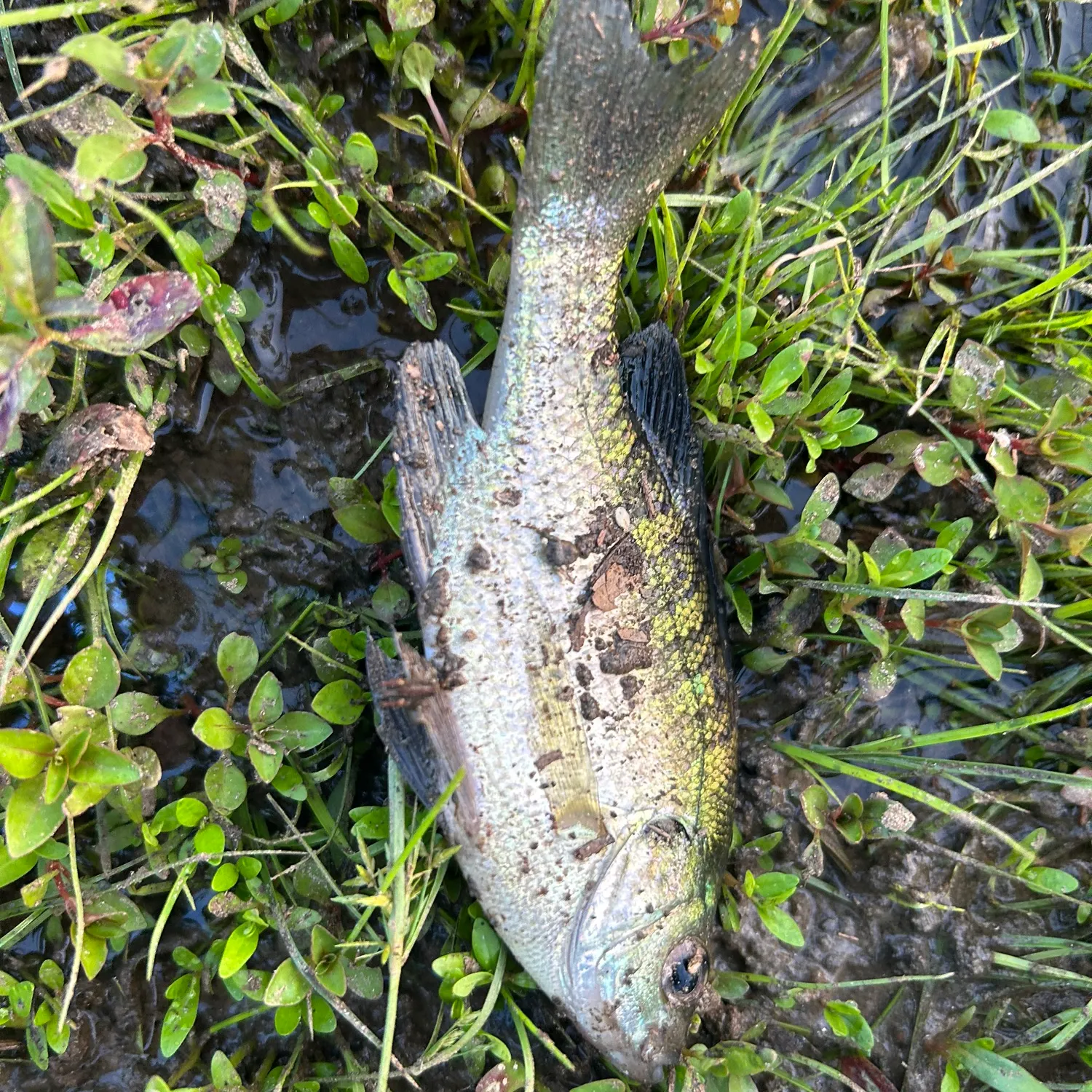 Fish caught on Fishbrain
