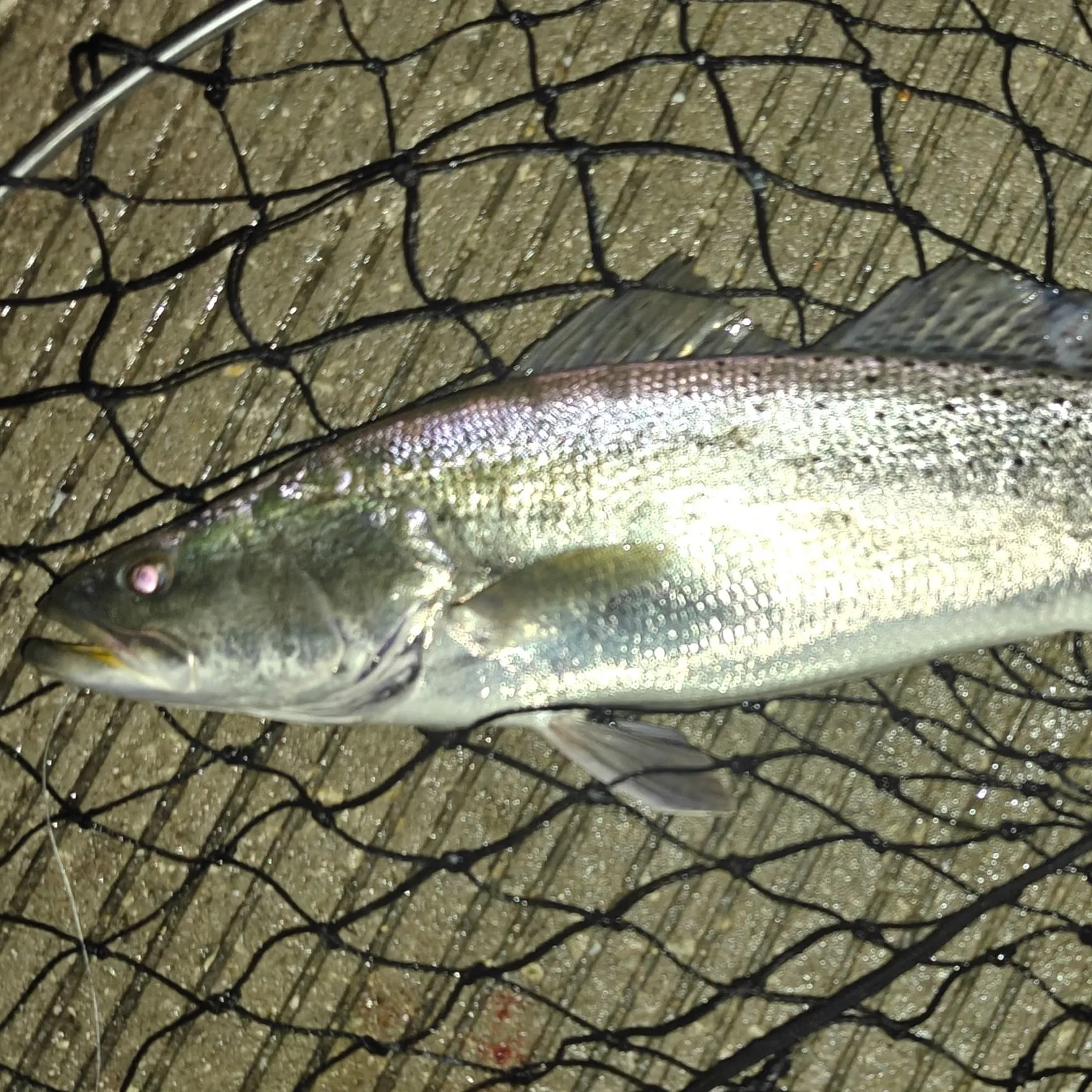 Spotted seatrout caught on Fishbrain