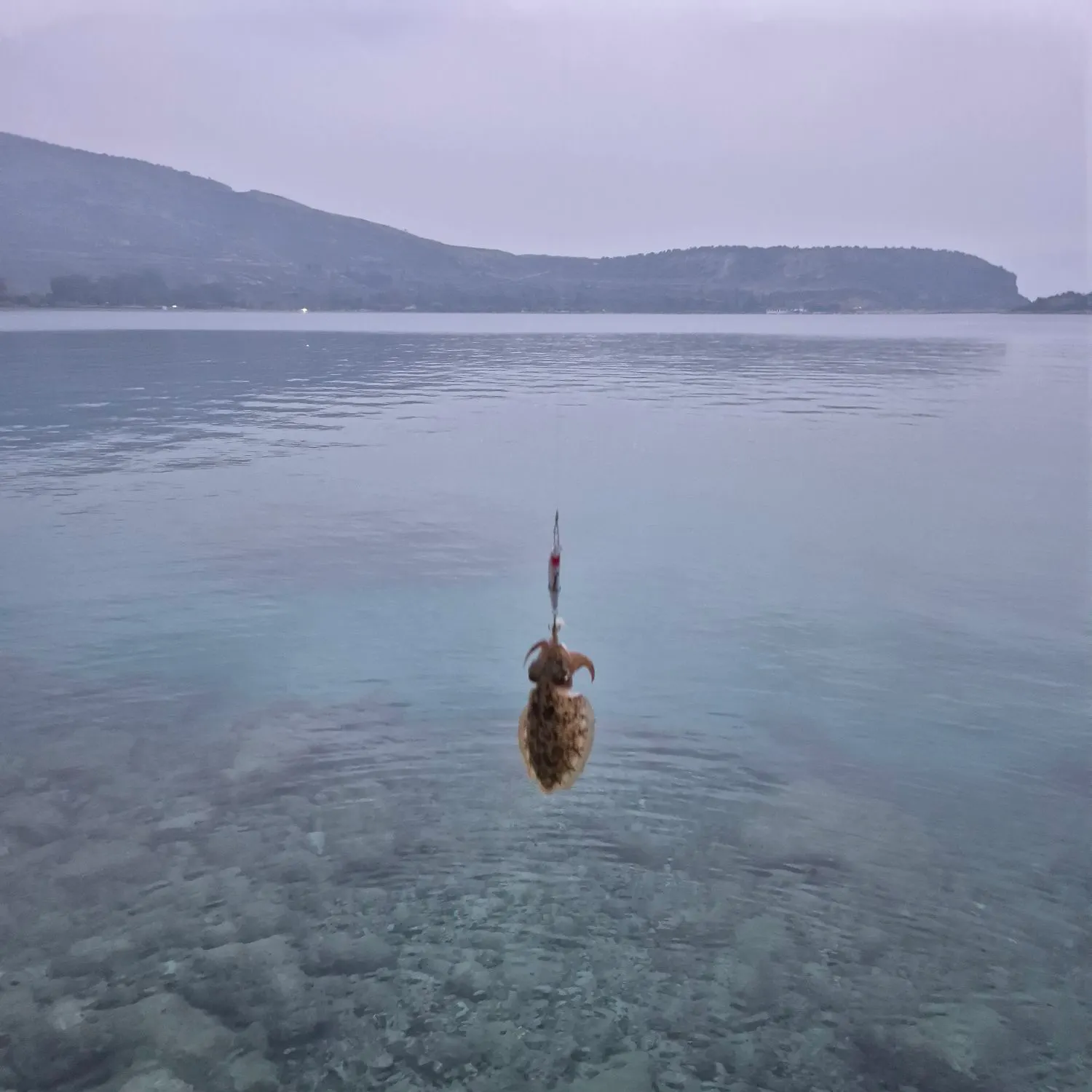 The most recent Common cuttlefish catches on Fishbrain