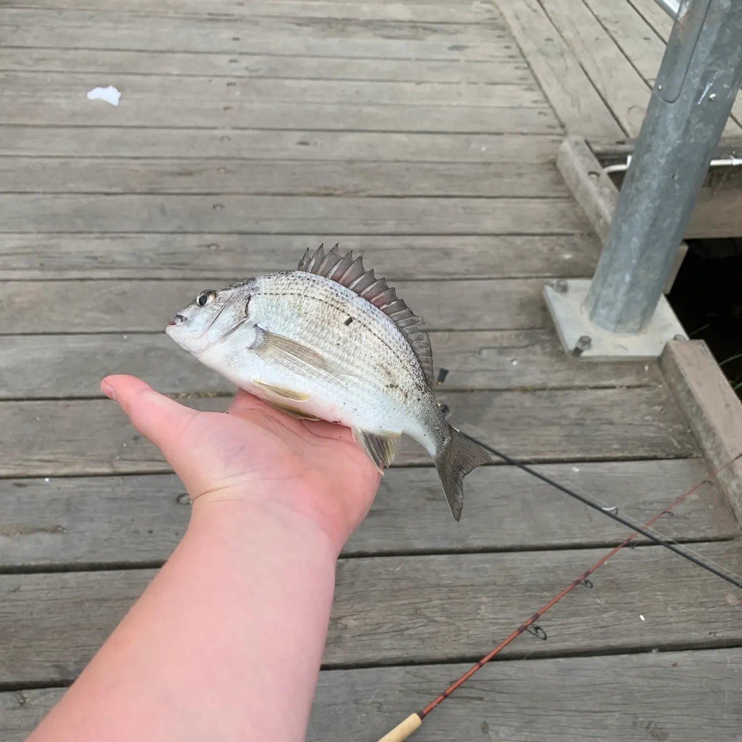 Southern black bream caught on Fishbrain
