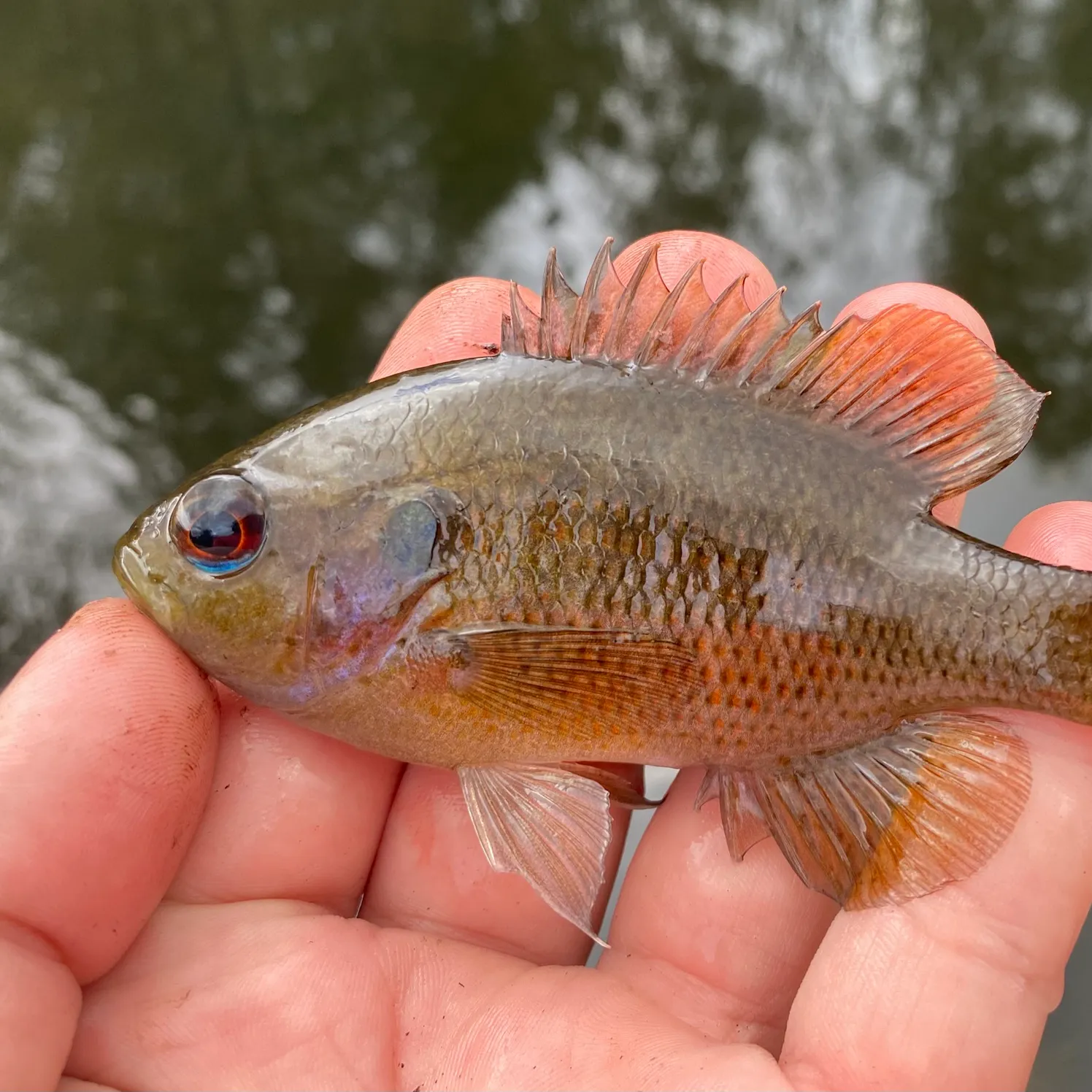 The most recent Spotted sunfish catches on Fishbrain