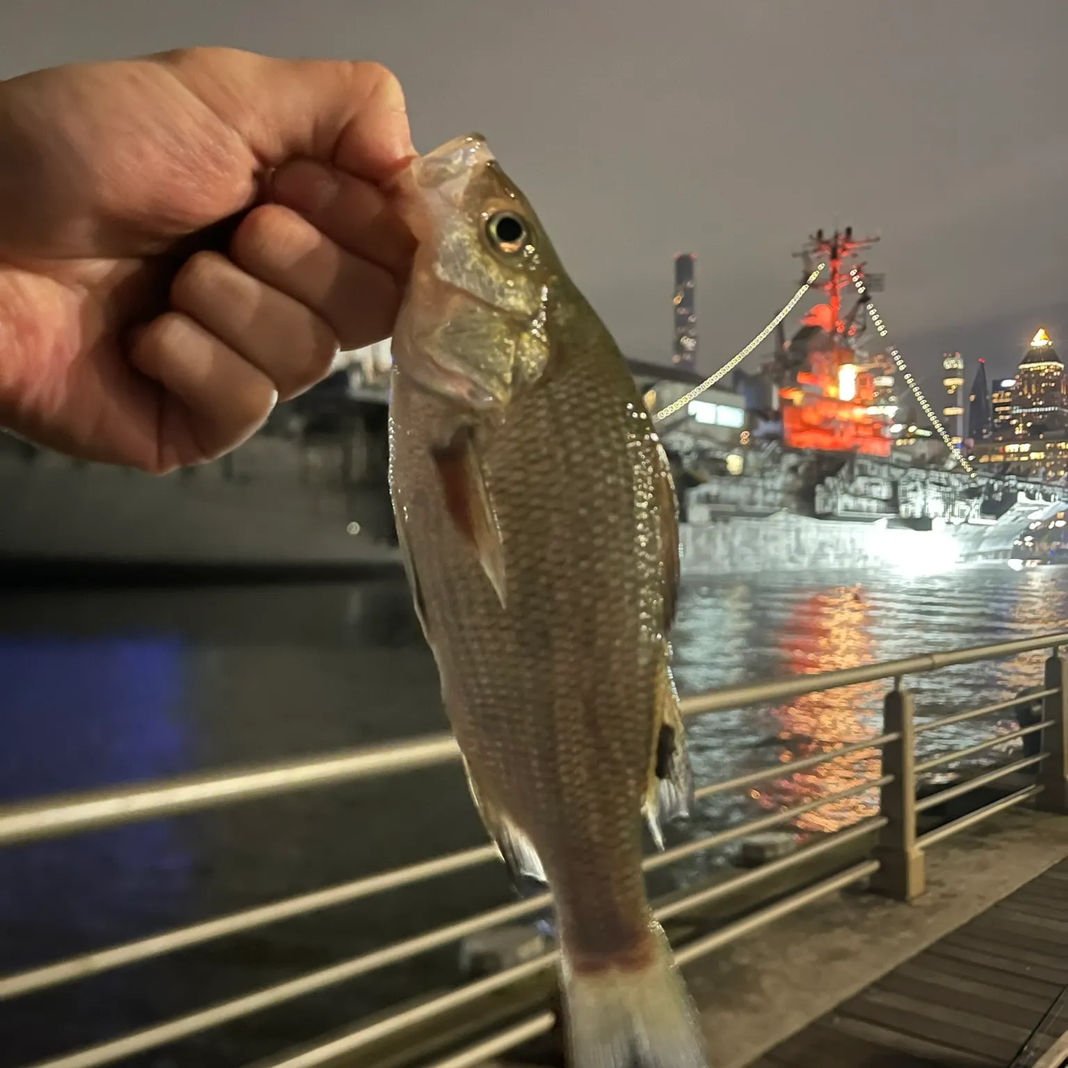 The most recent White perch catches on Fishbrain