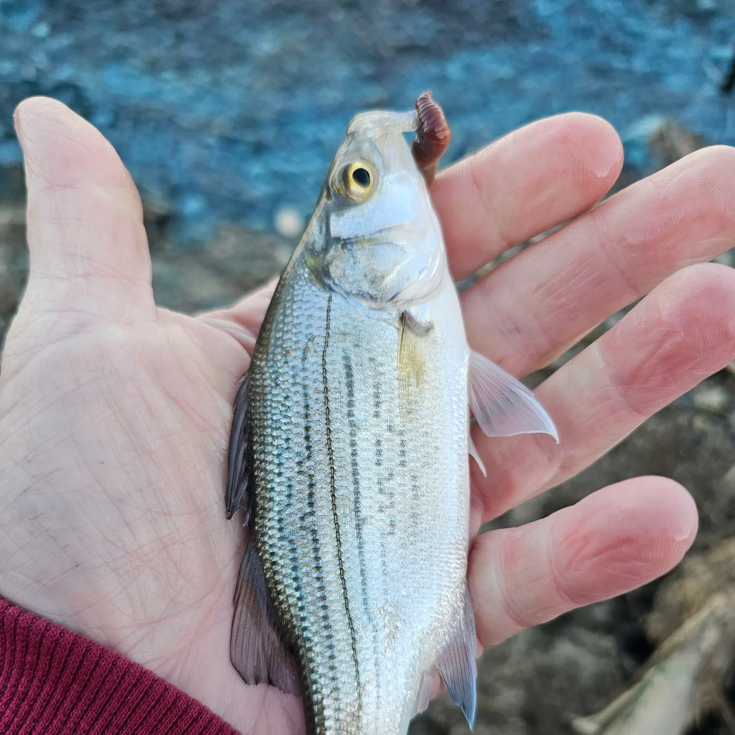 White bass caught on Fishbrain