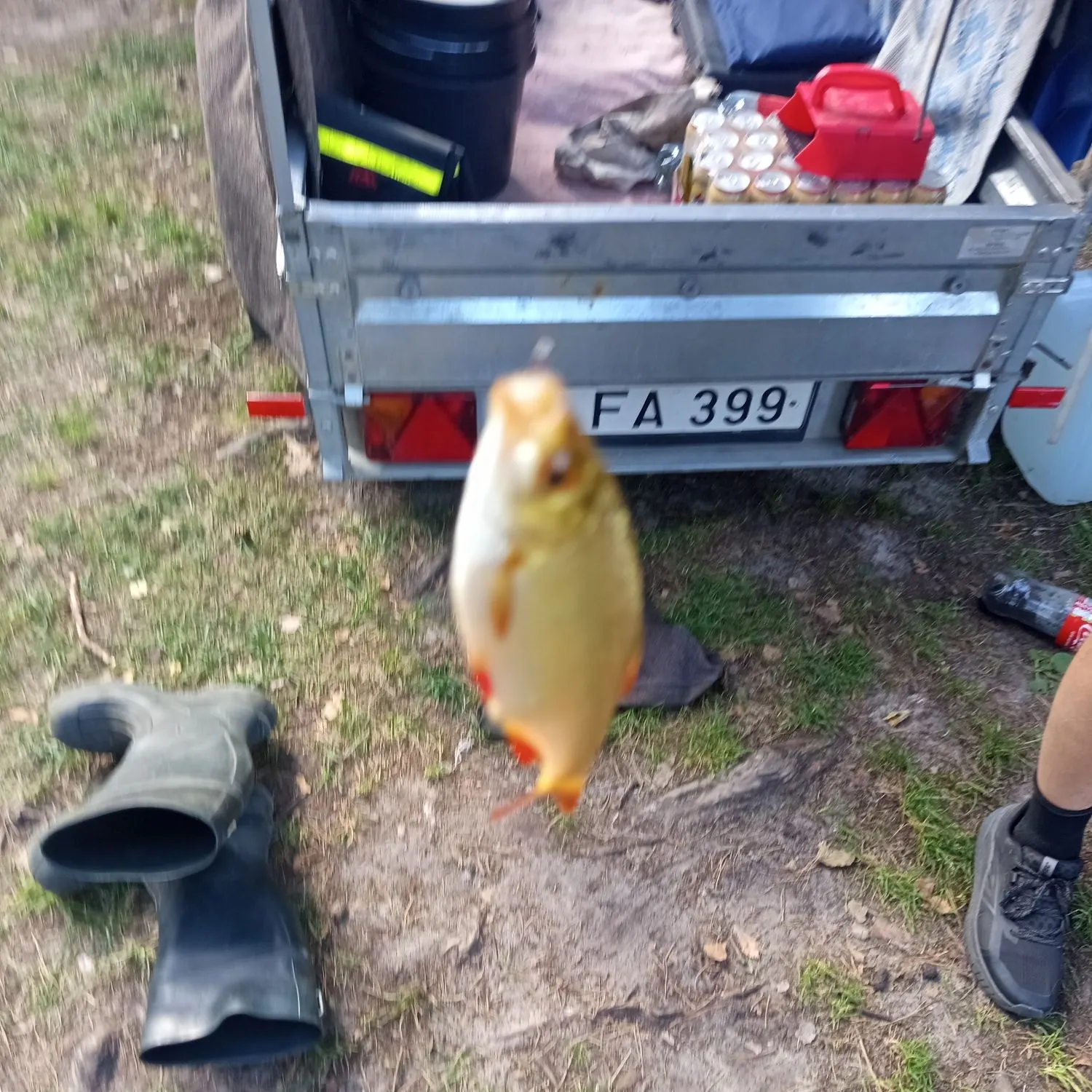 Common rudd caught on Fishbrain