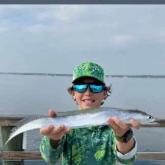 The most recent Atlantic cutlassfish catches on Fishbrain