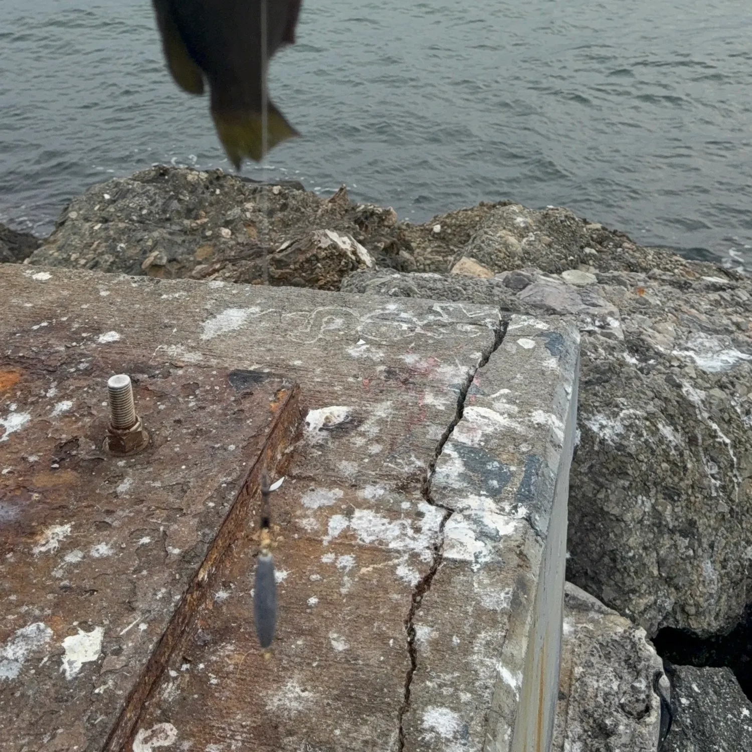 The most recent Opaleye catches on Fishbrain