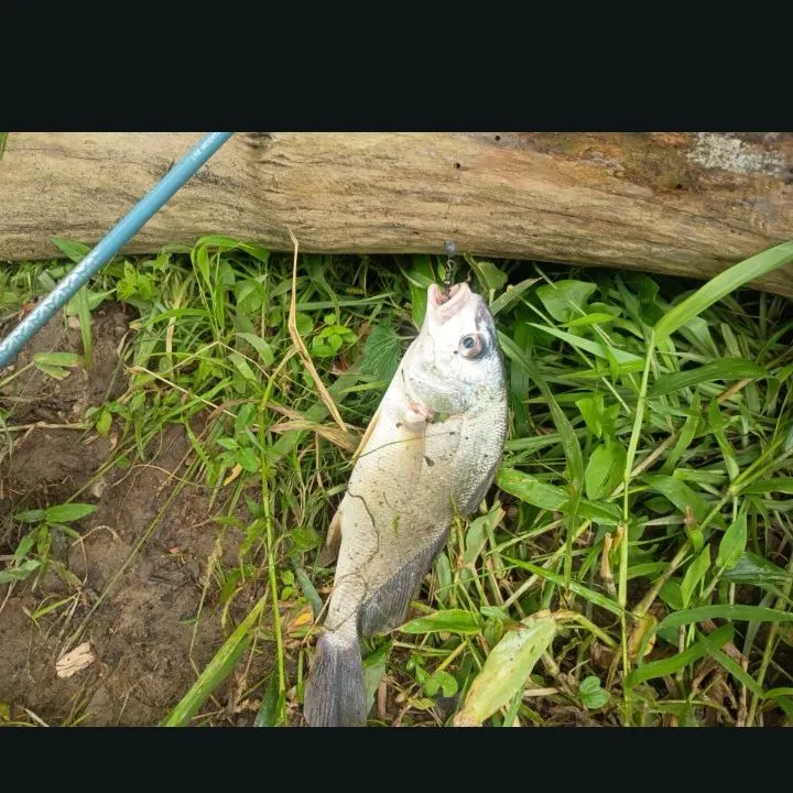 The most recent South American silver croaker catches on Fishbrain